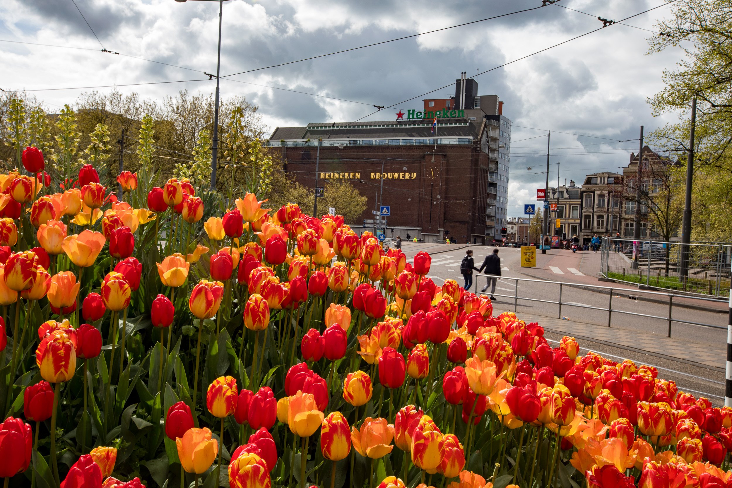 Heineken Tulips