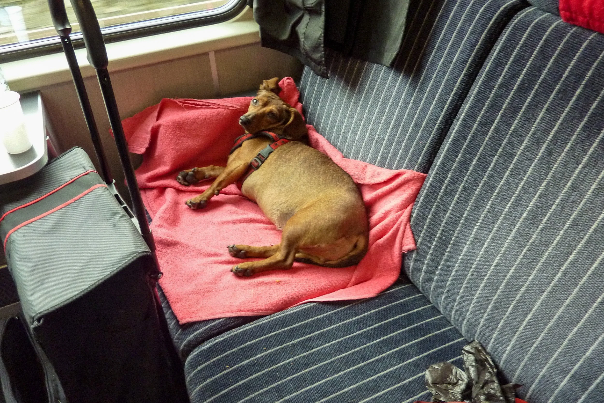 My train car companion