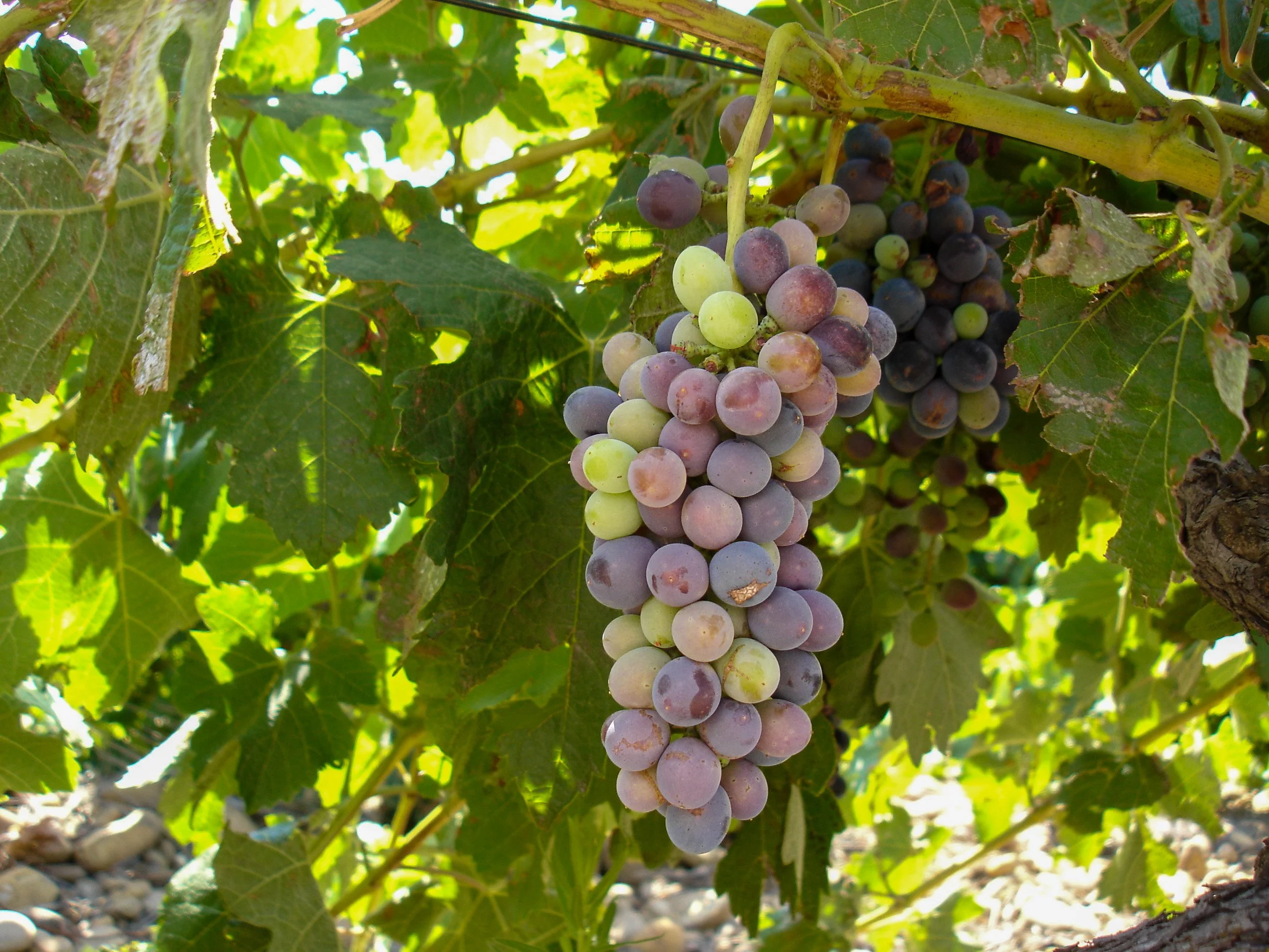 Heart and soul of the region