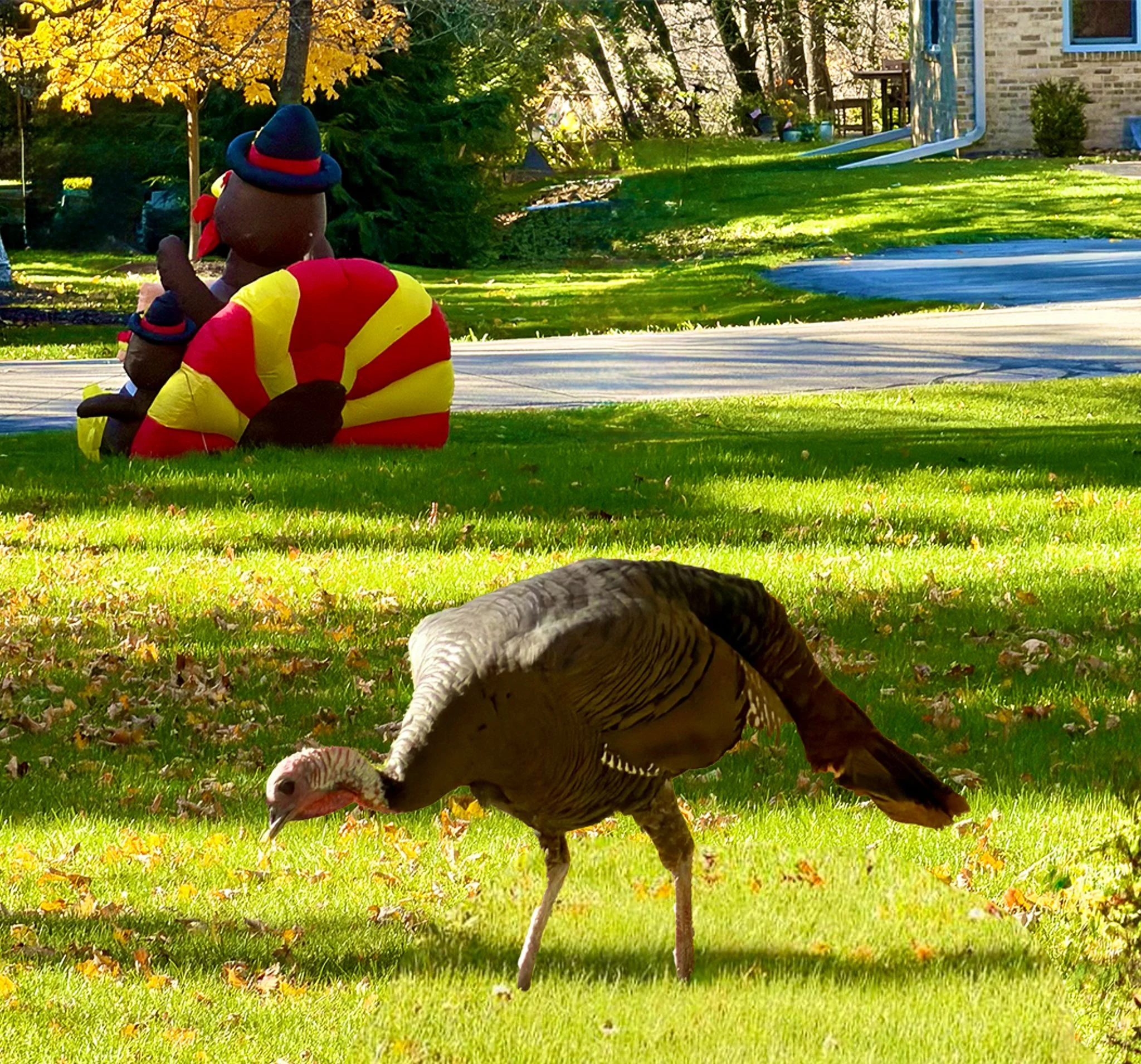 Live and inflatable turkeys in yard