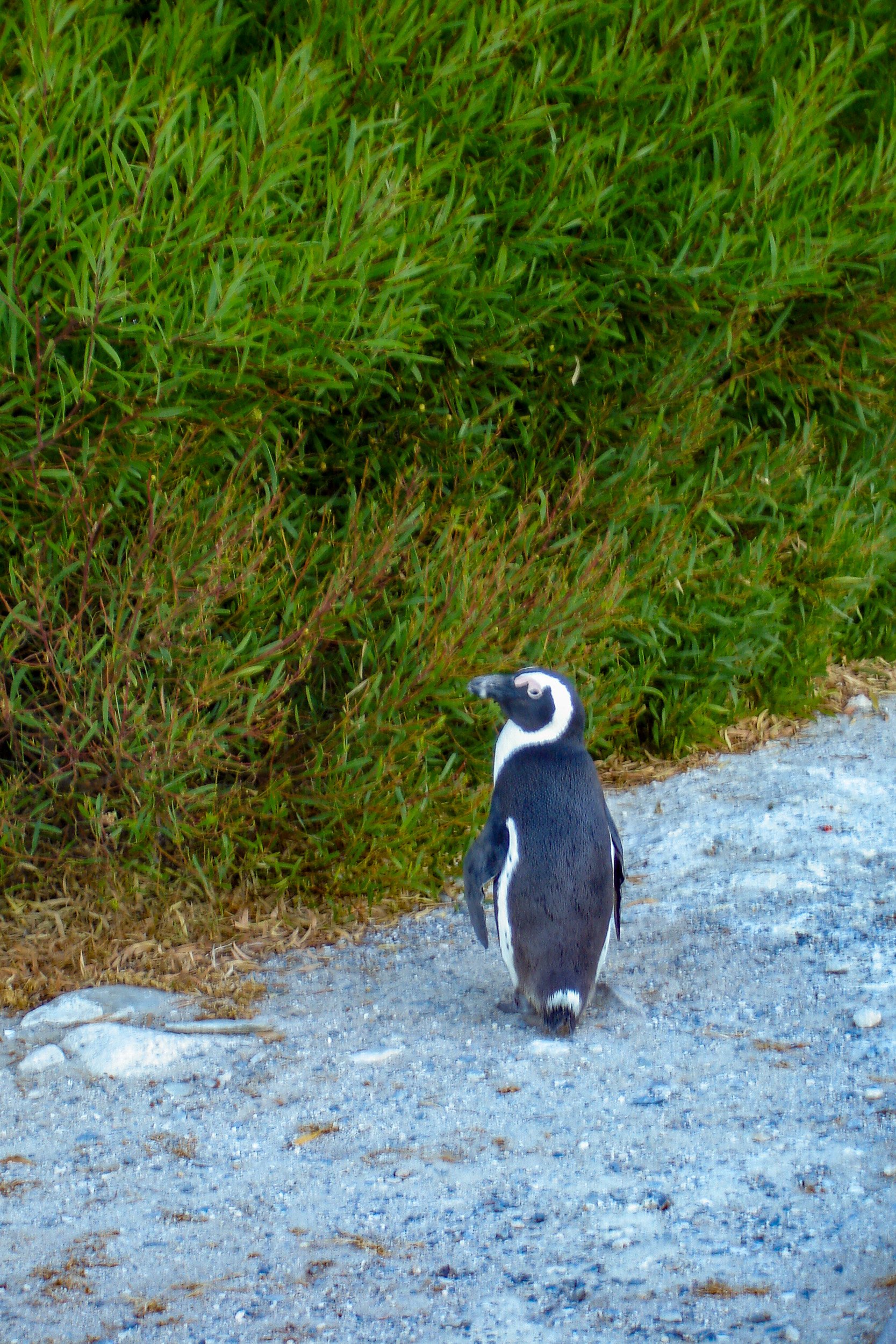 Robben Island Penguin