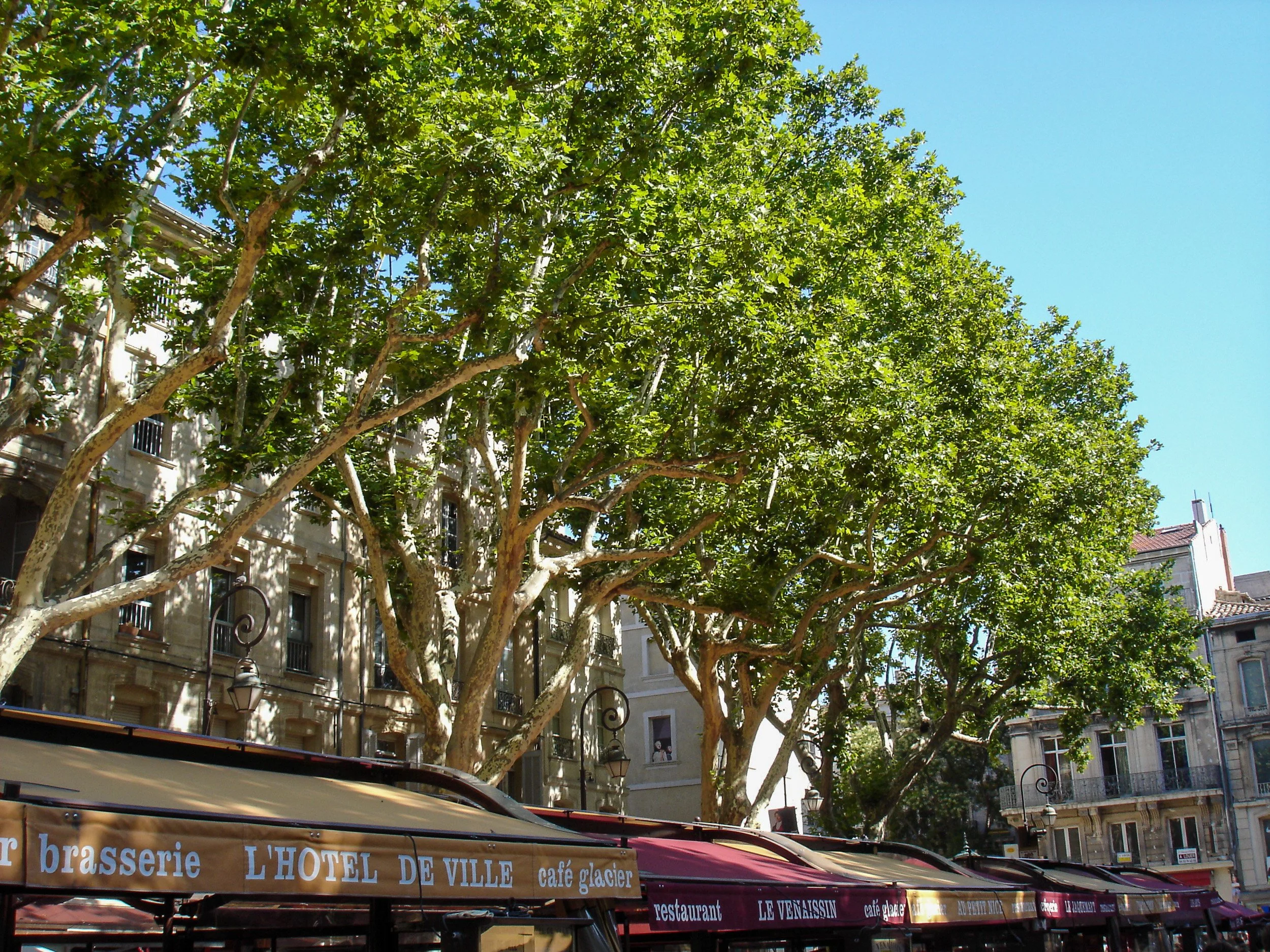 Plane trees in Avignon
