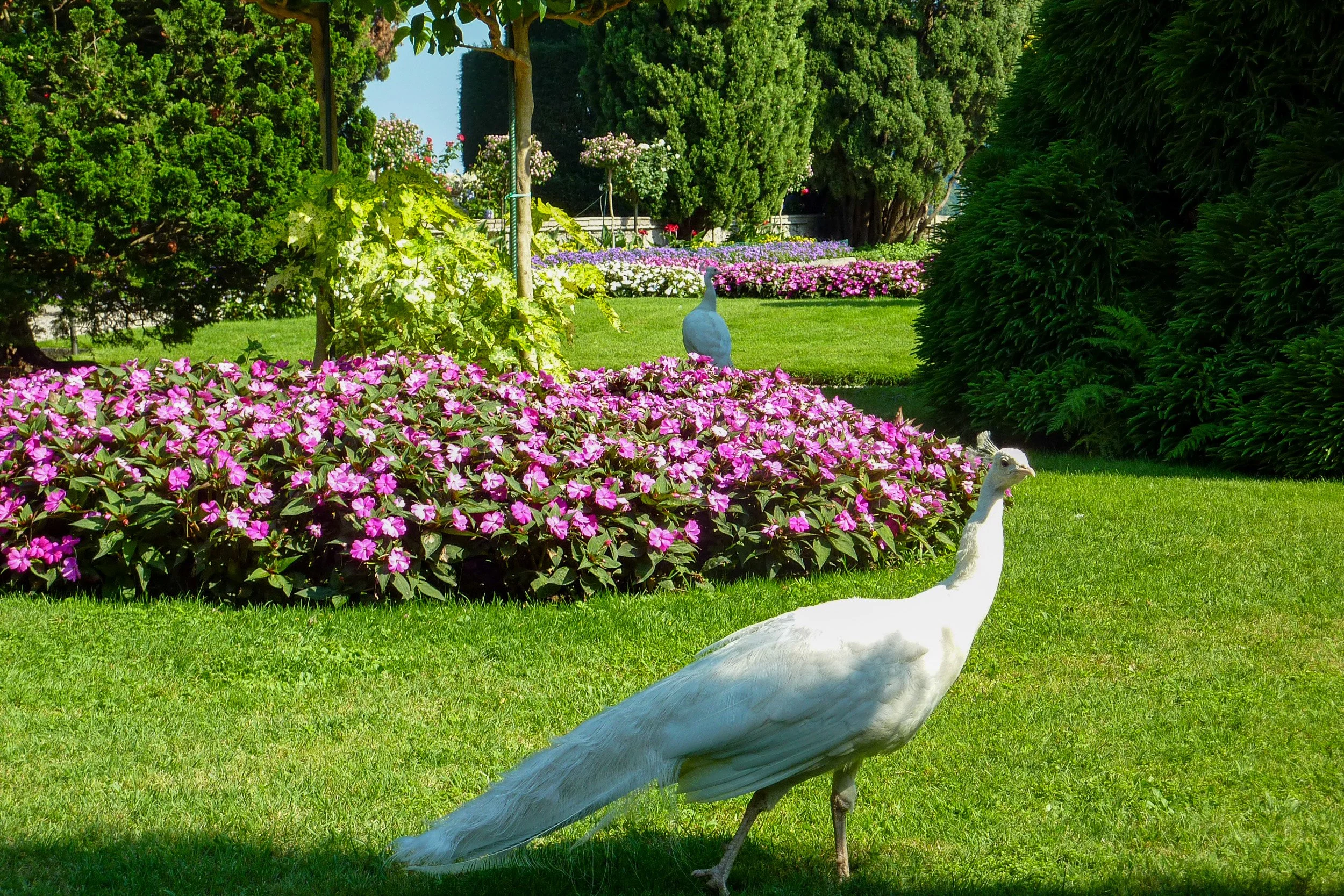 Isola Bella peacocks
