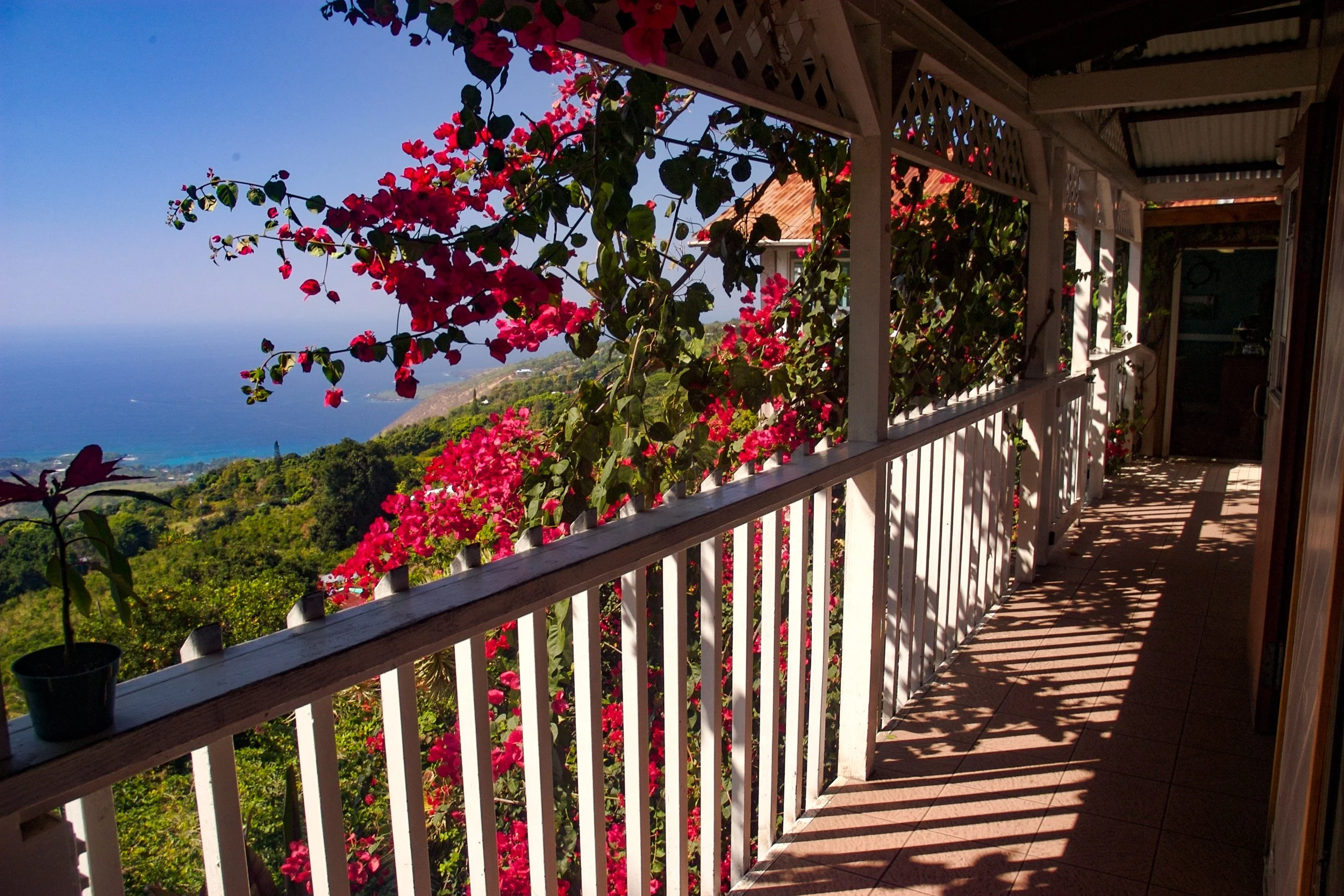 Coffee plantation.jpg