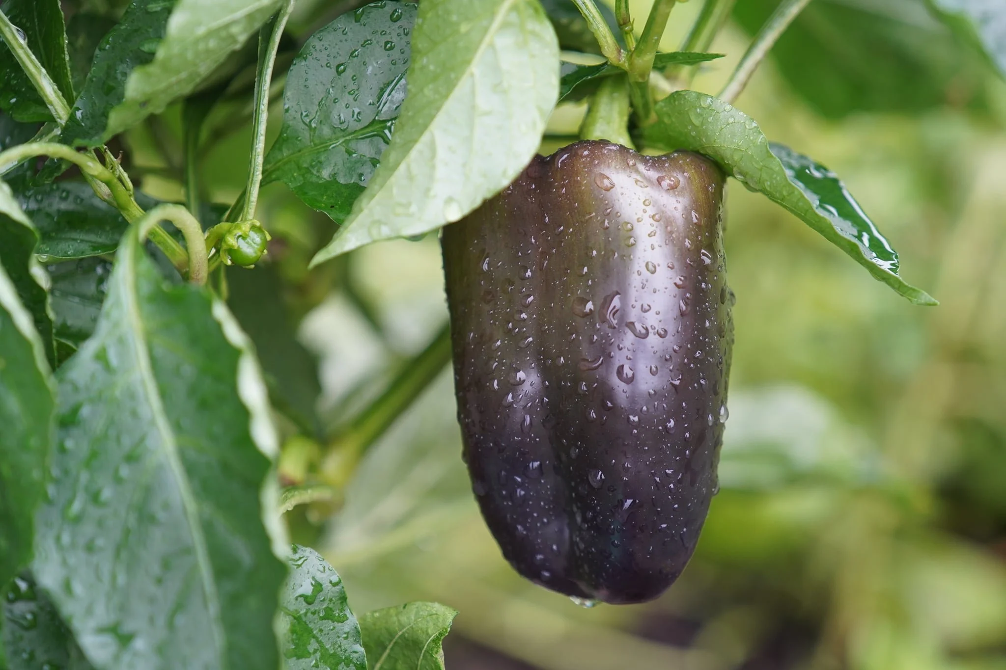 Show Off Your Garden From Every Angle: Drone + Photography for Gardeners