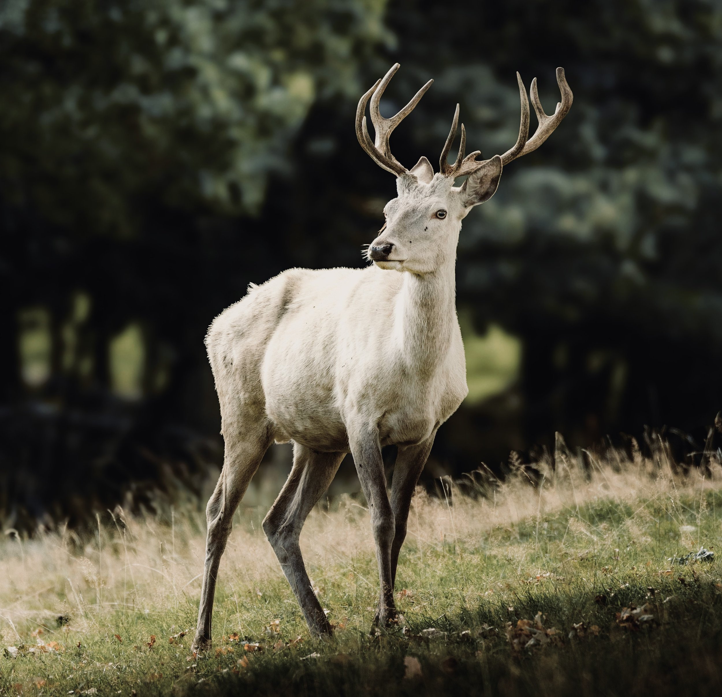 Notes on the Ontological Significance of the White Stag
