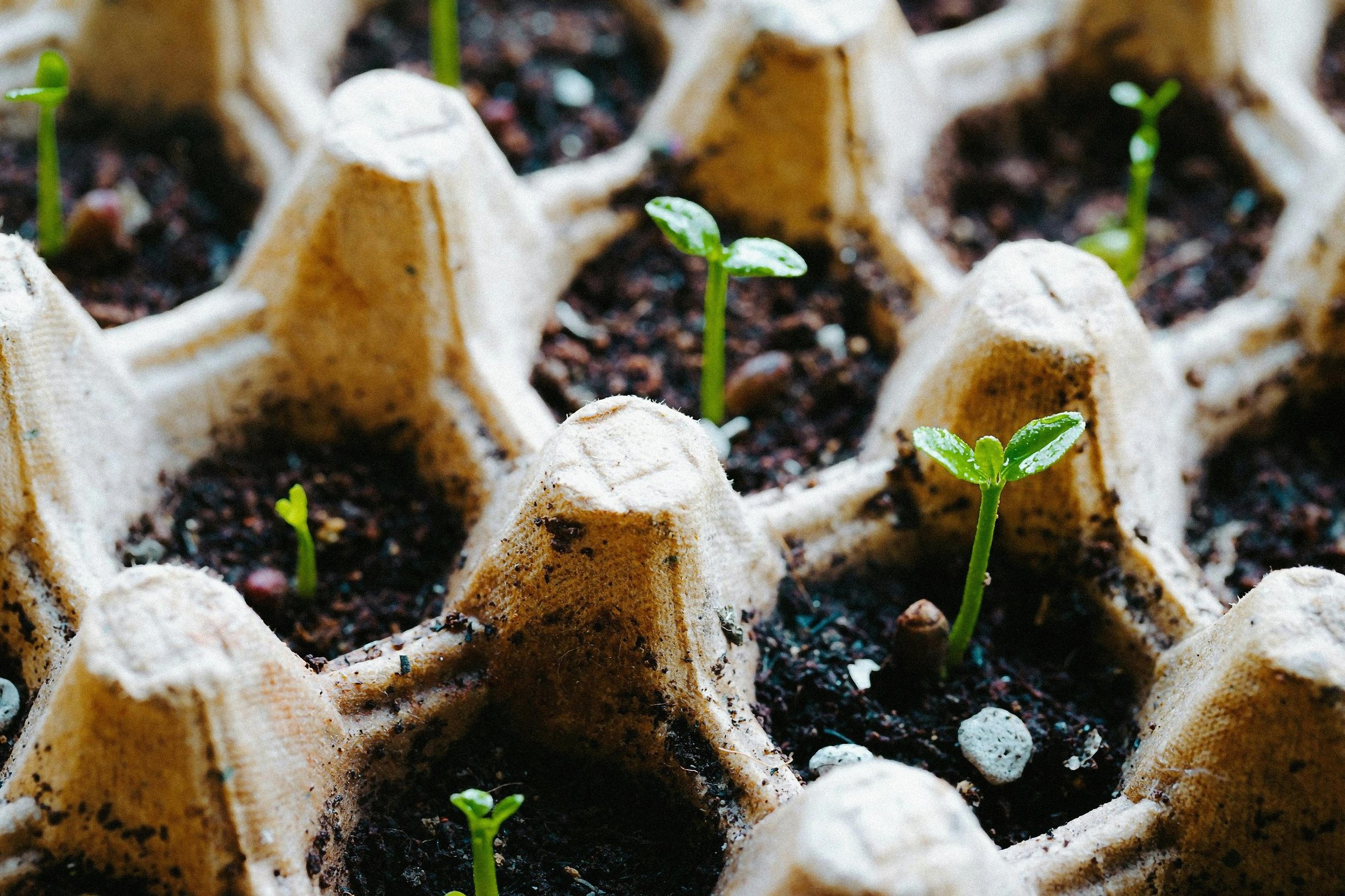 Breaking Down Biodegradable