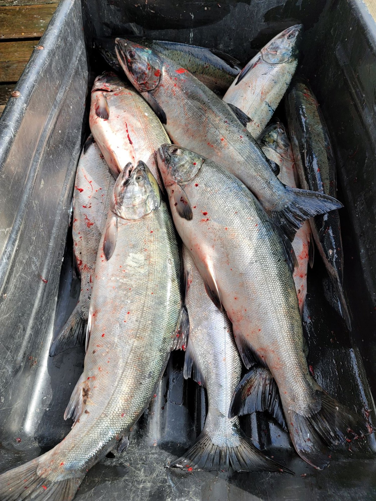 Salmon Fishing in Ketchikan.jpg