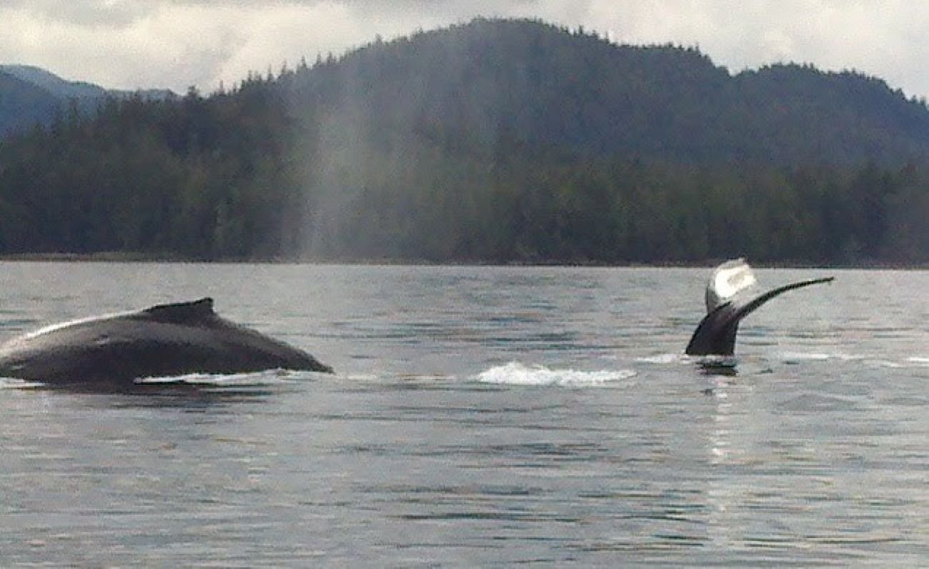 Whale watching in Ketchikan.jpg