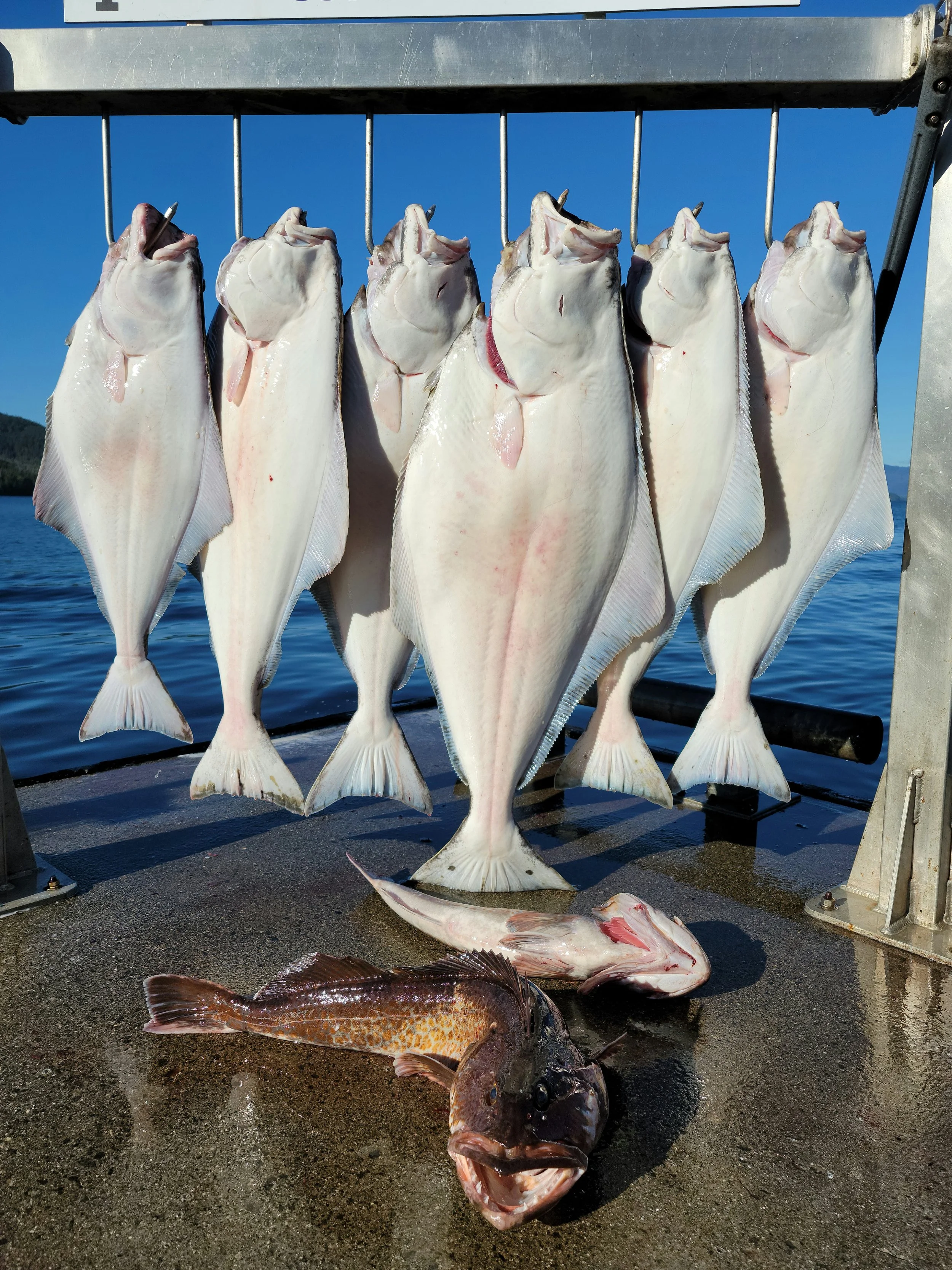 The Best Halibut Charter in Ketchikan.jpg