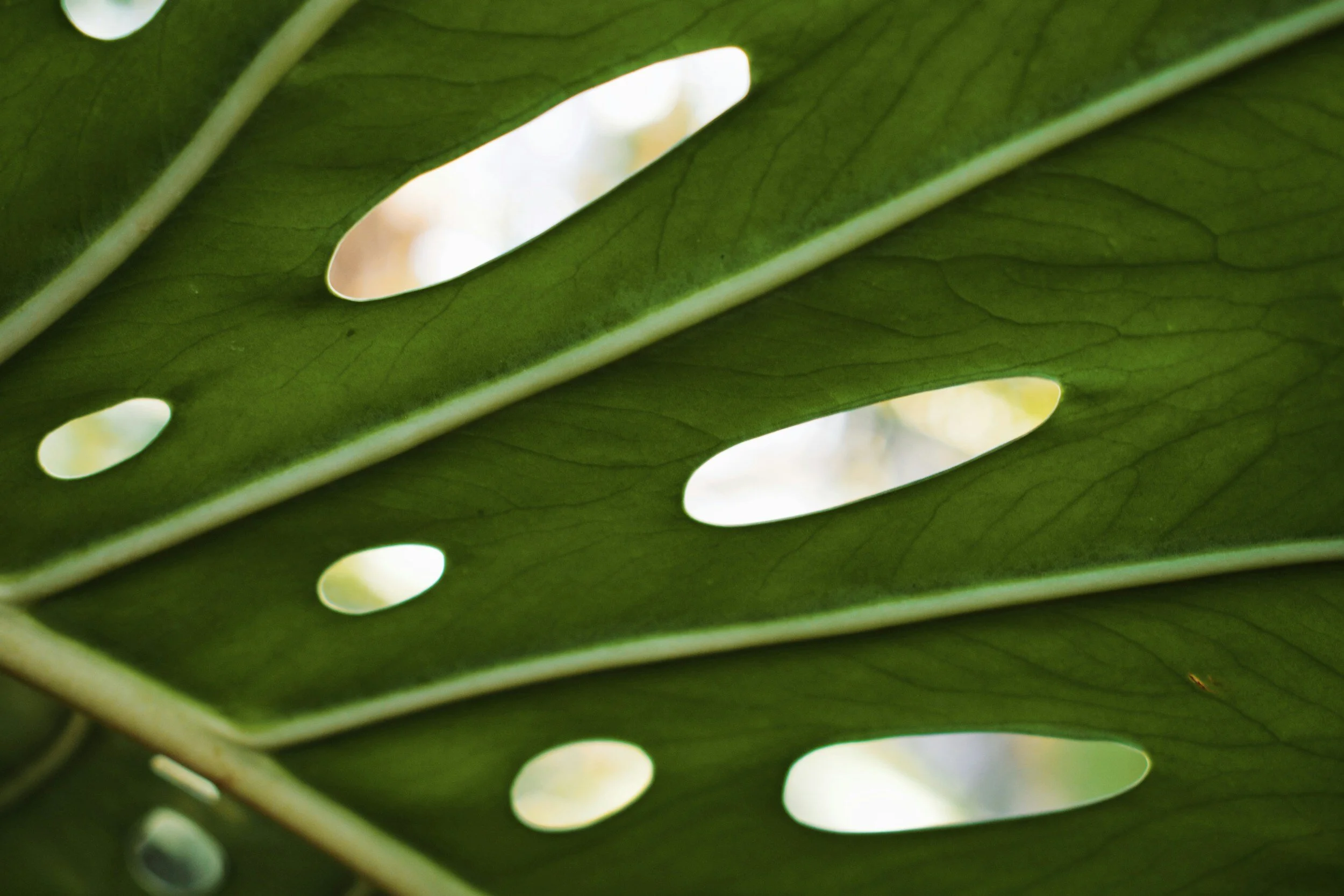 Close up image of the underside of a Monstera deliciosa leaf, represening growth that can occur in mental health therapy.