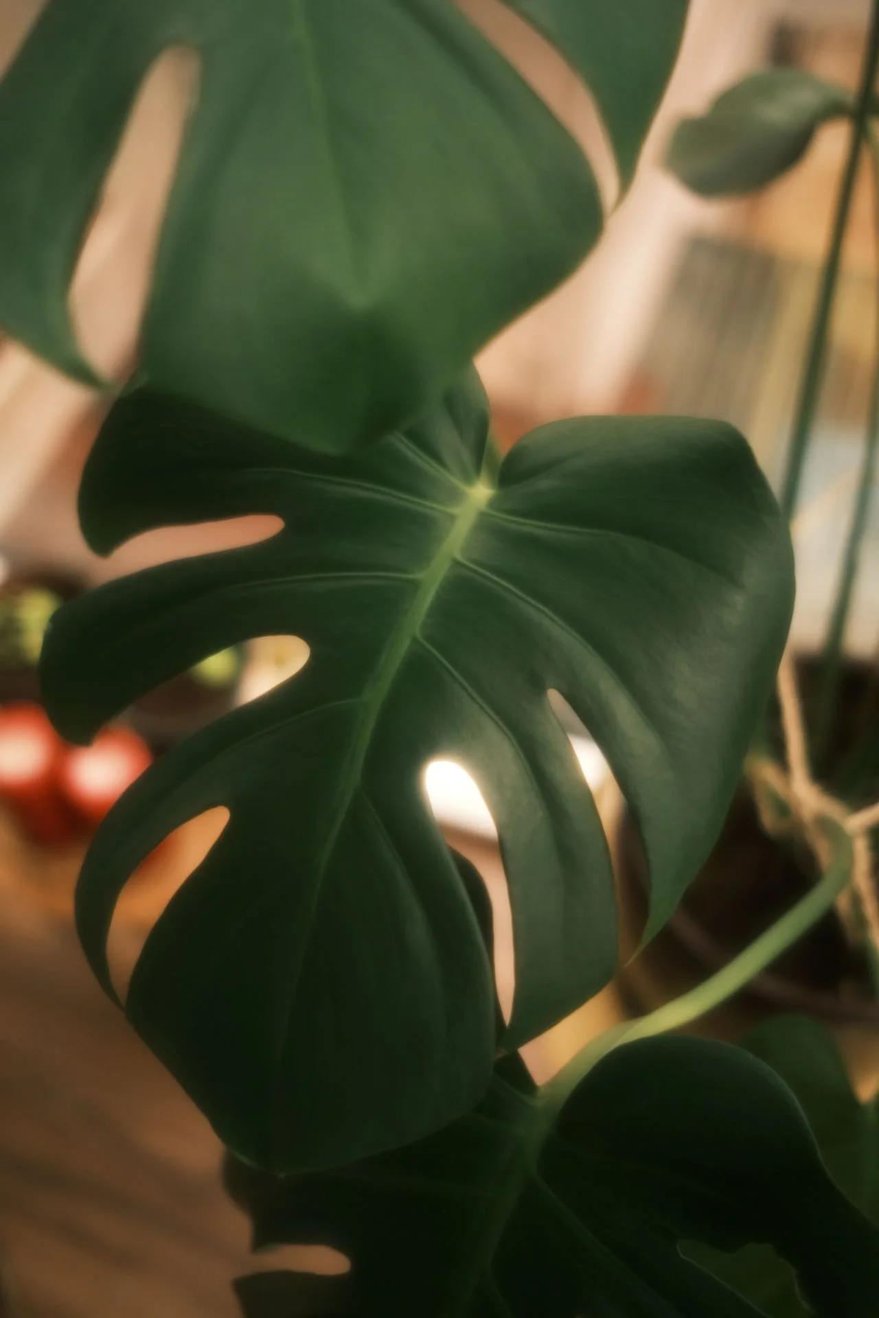 Monstera leaf in Angelica De Anda's Kirkland, WA therapy office, offering a calm space for IFS therapy clients
