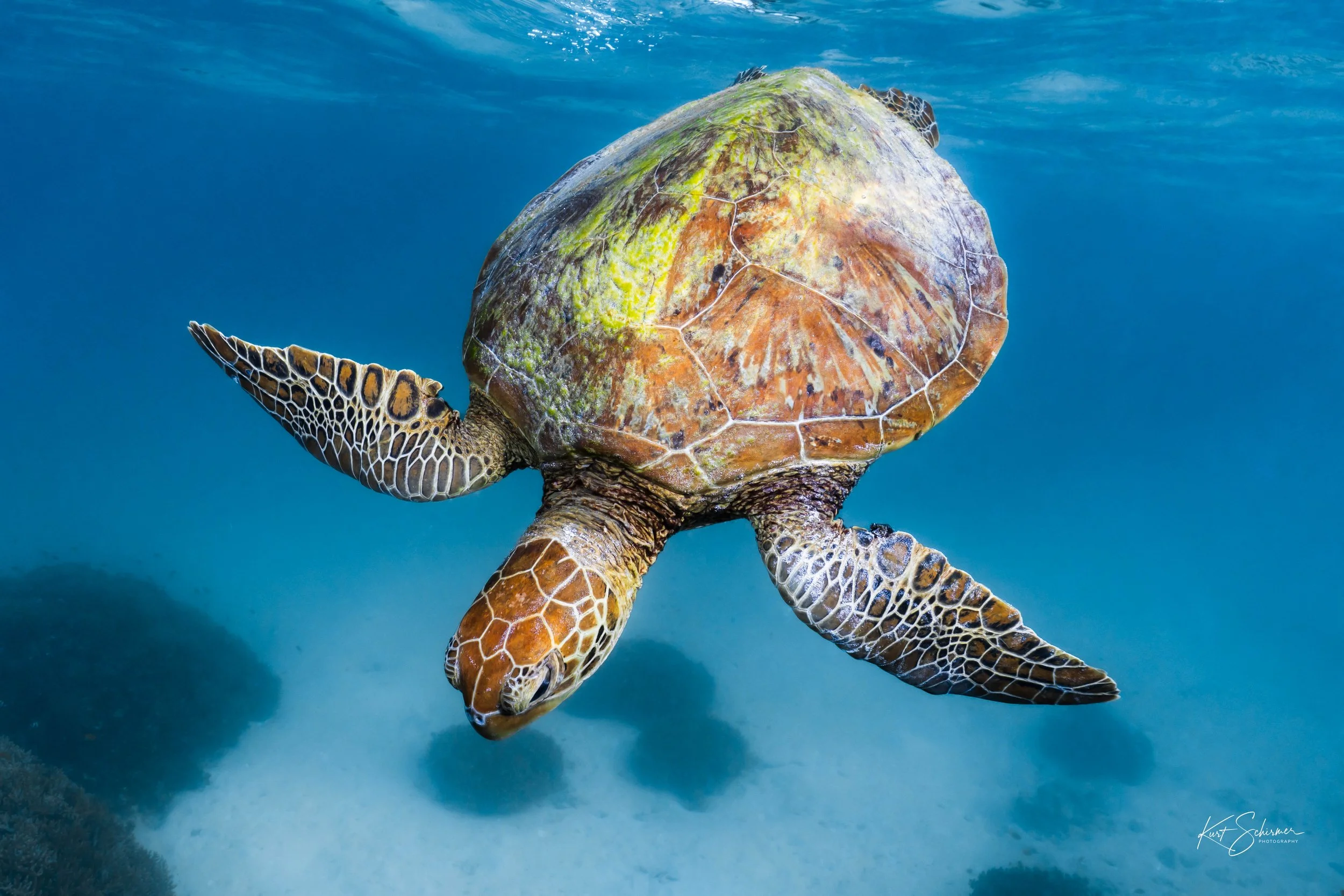 Heron Island Turtle.jpg