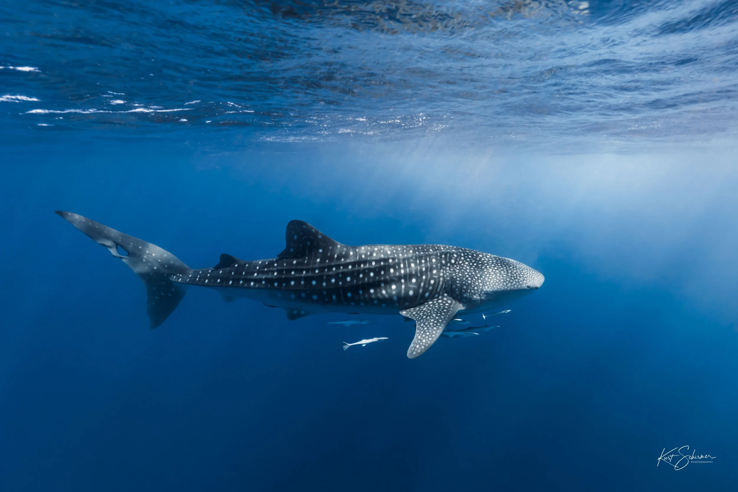 Whale shark of Ningaloo