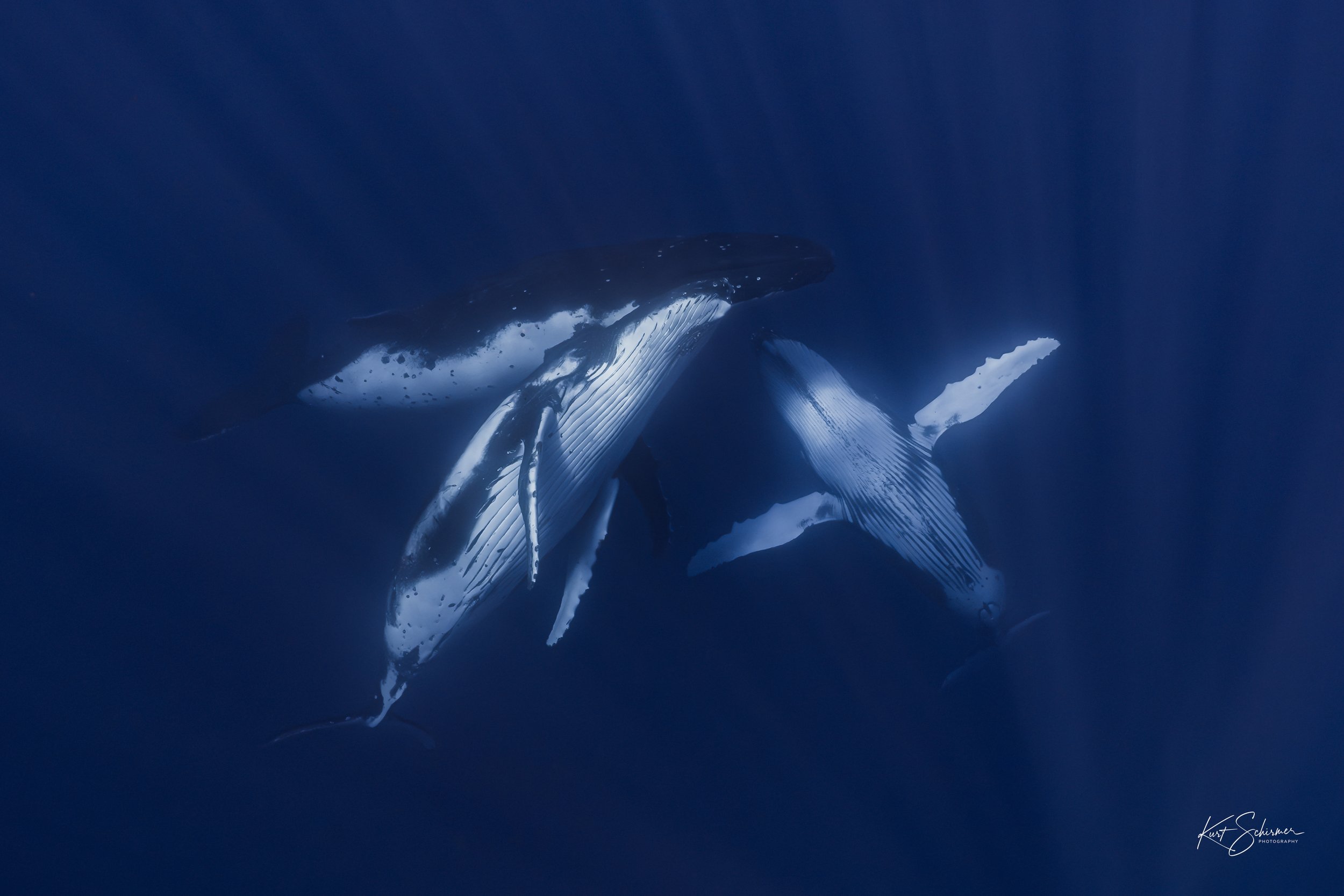 Humpback of Moorea-15.jpg