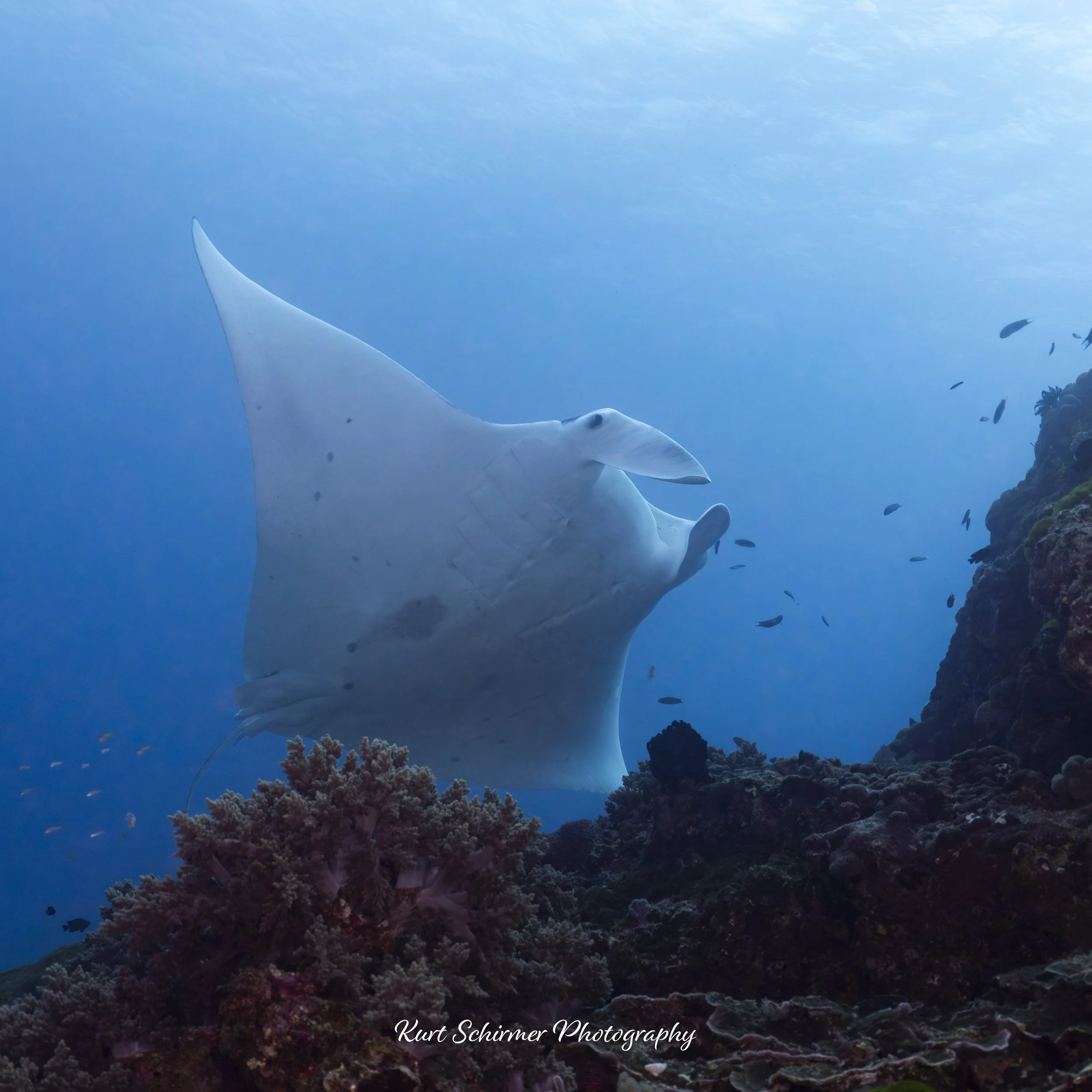 manta.jpg