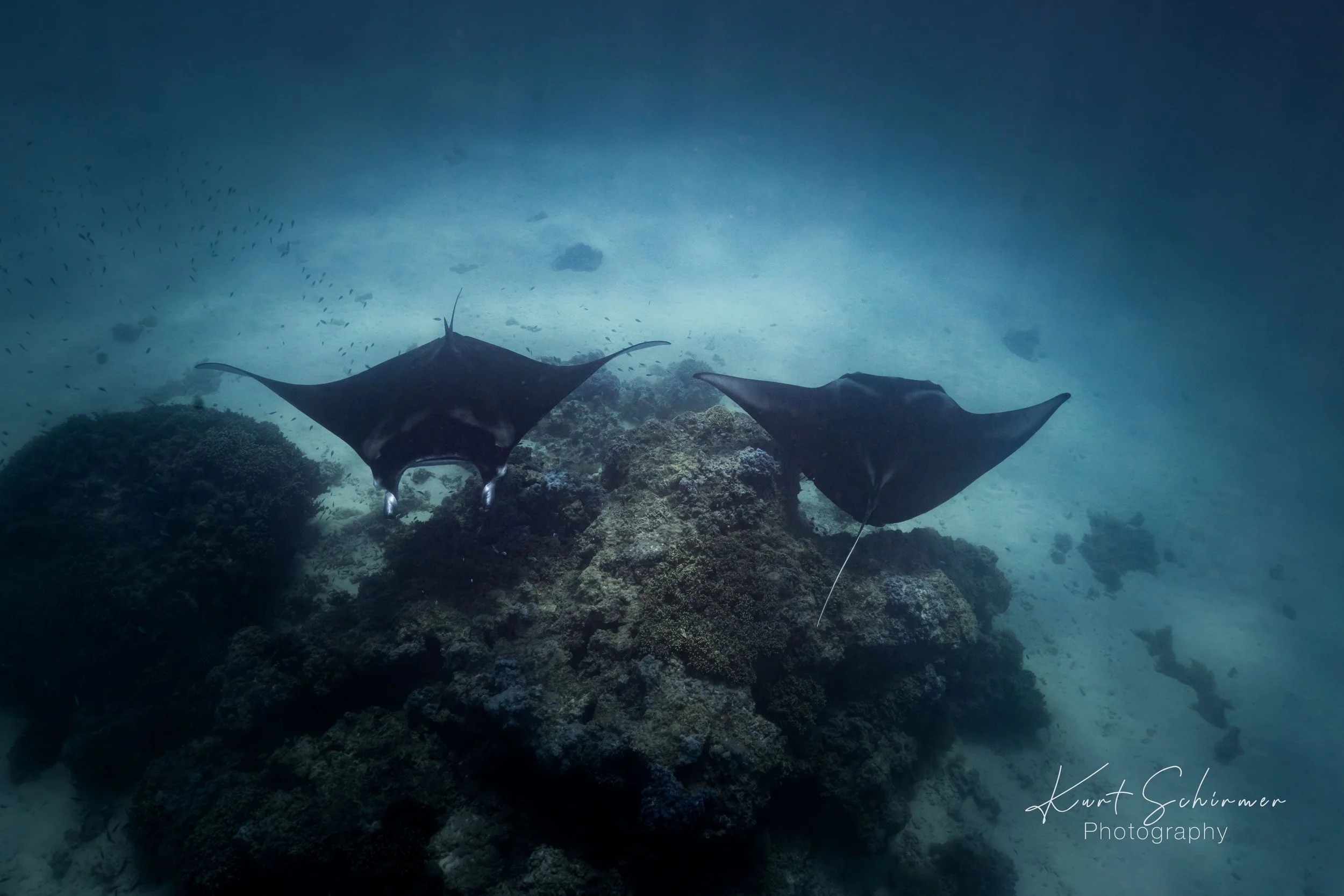 2 mantas.jpg