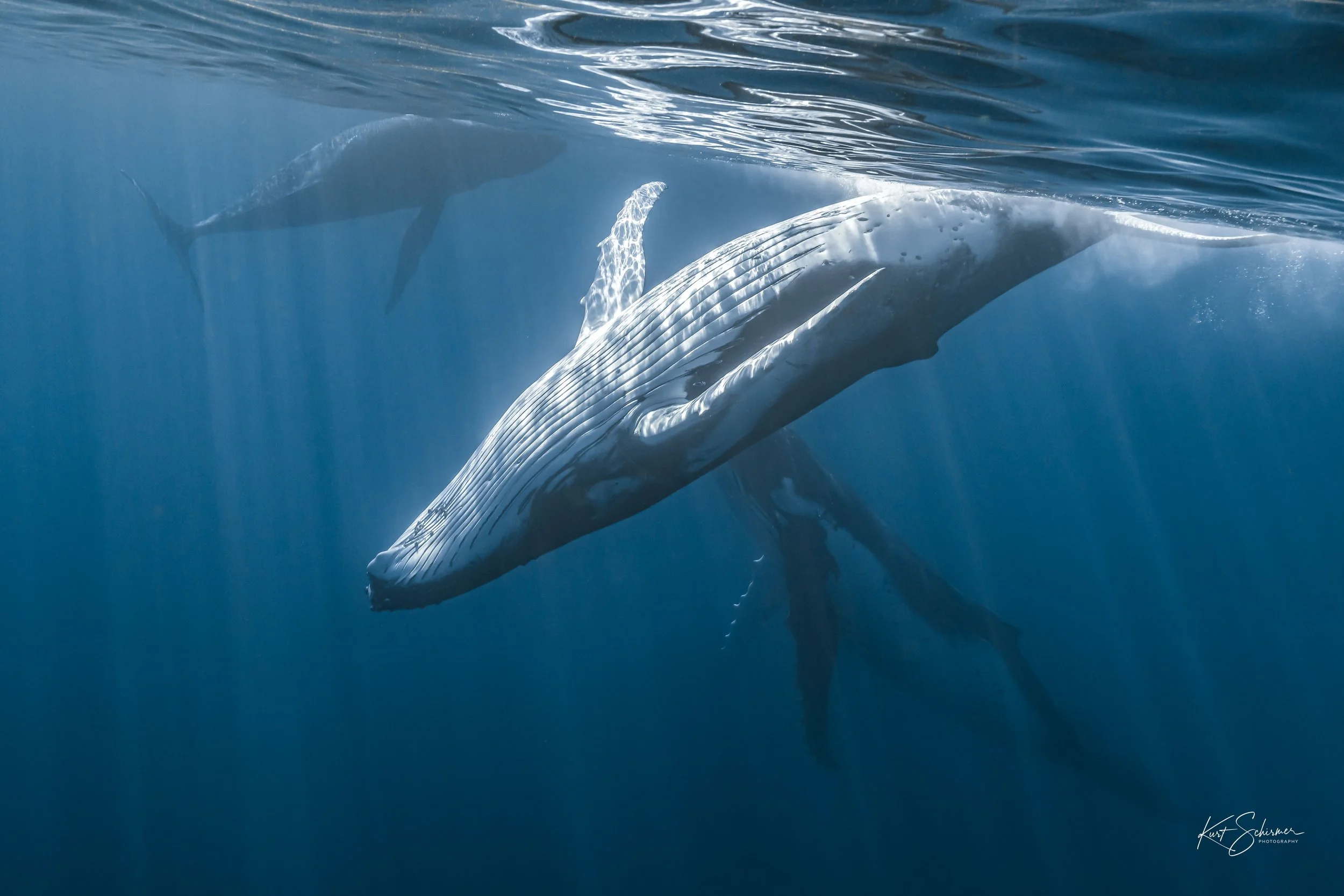 Humpback Whale Family in Moorea – Underwater Ocean Photography Wall Art Print