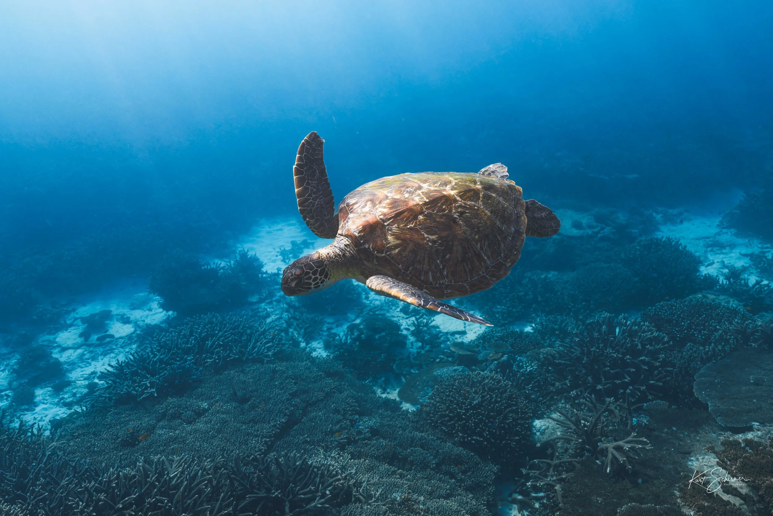 Lady Elliot Island Turtle-2.jpg