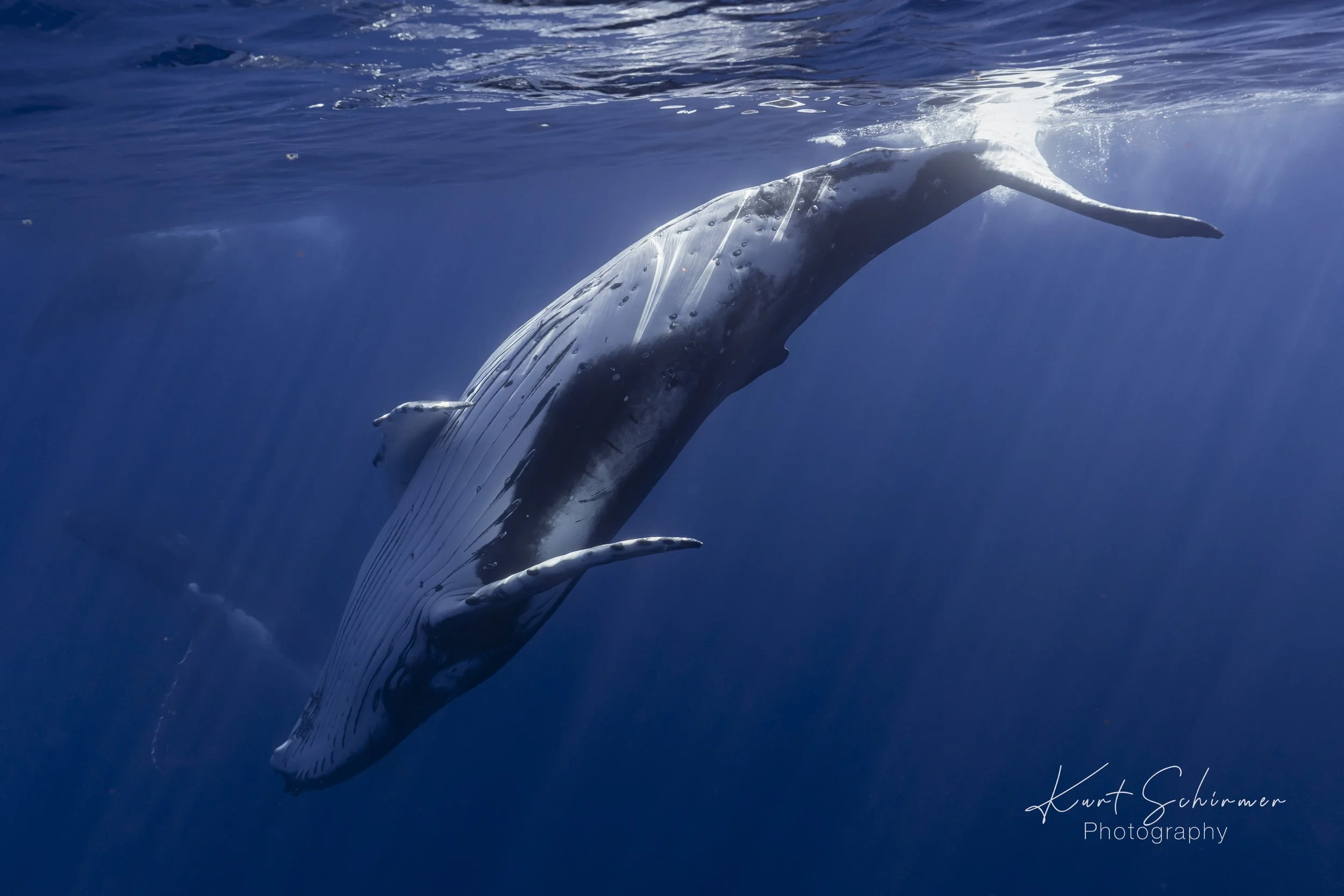 Whale Swim-17.JPG