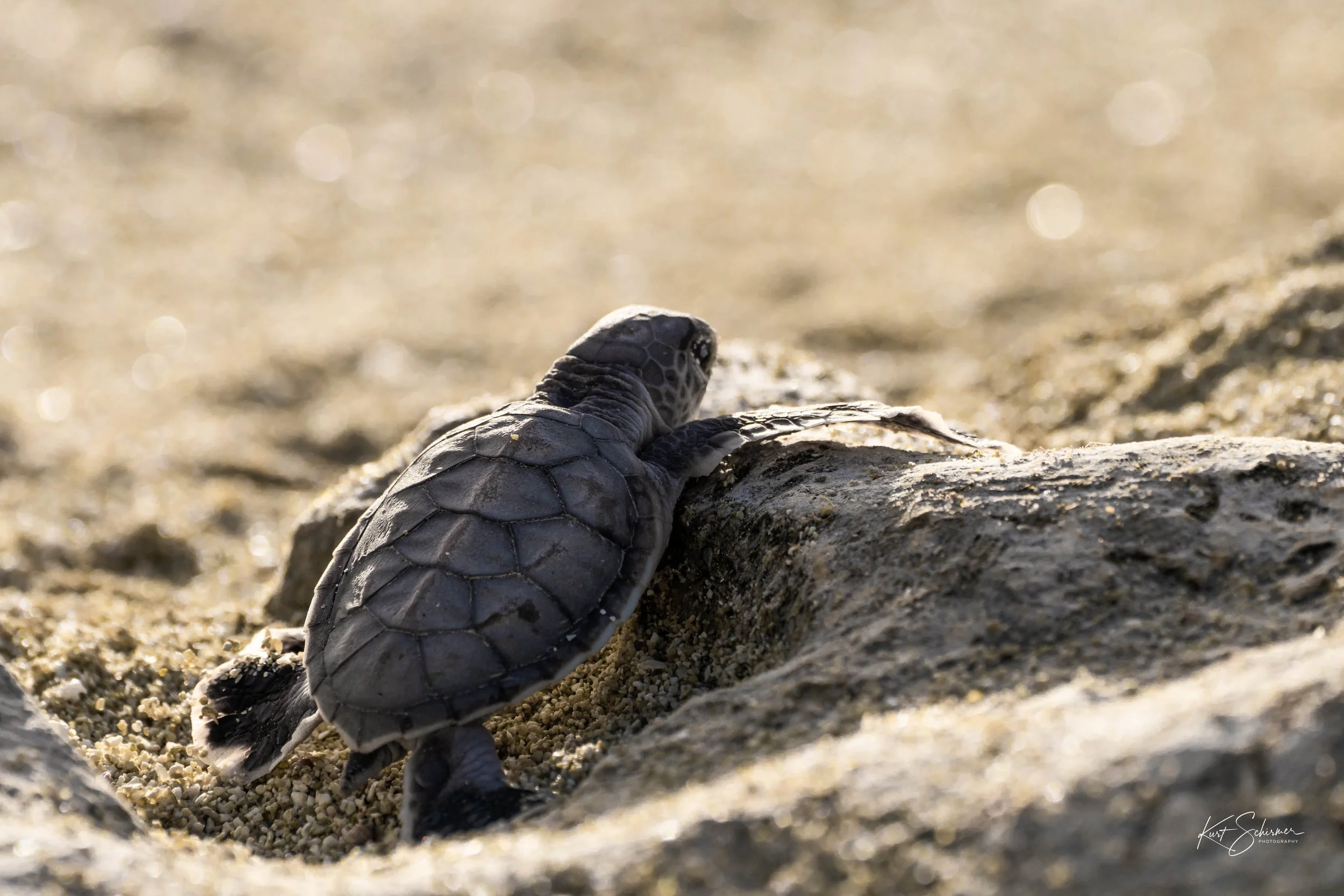 Hope A Heron Island Turtle Story.jpg