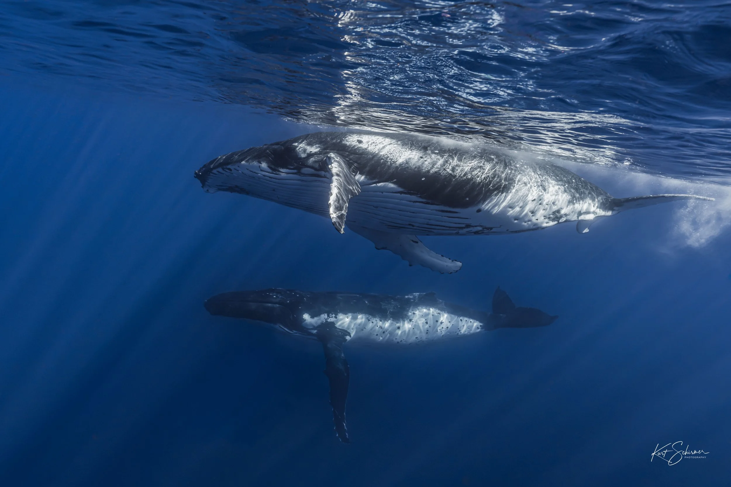 Humpback Whales Side by Side – Underwater Fine Art Photography Wall Art Print