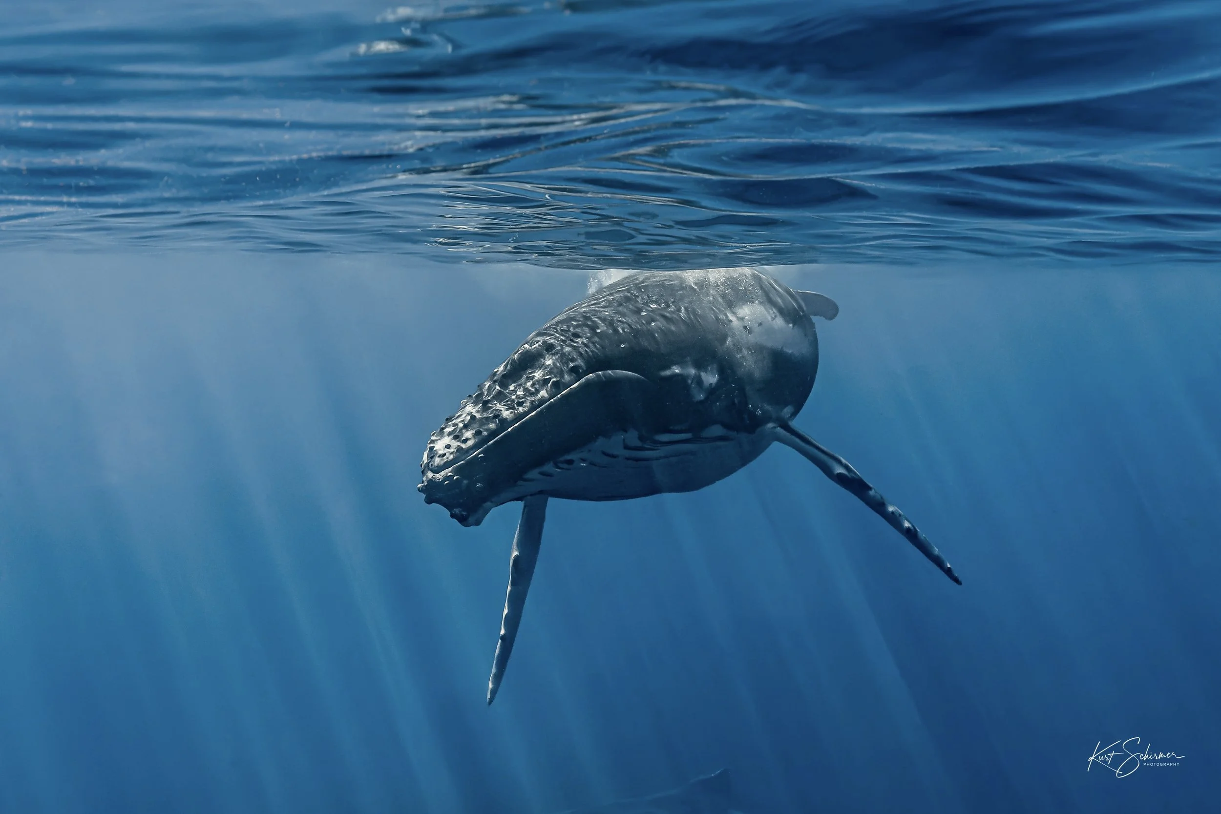 Humpback Whale Face to Face – Underwater Fine Art Photography Wall Art Print