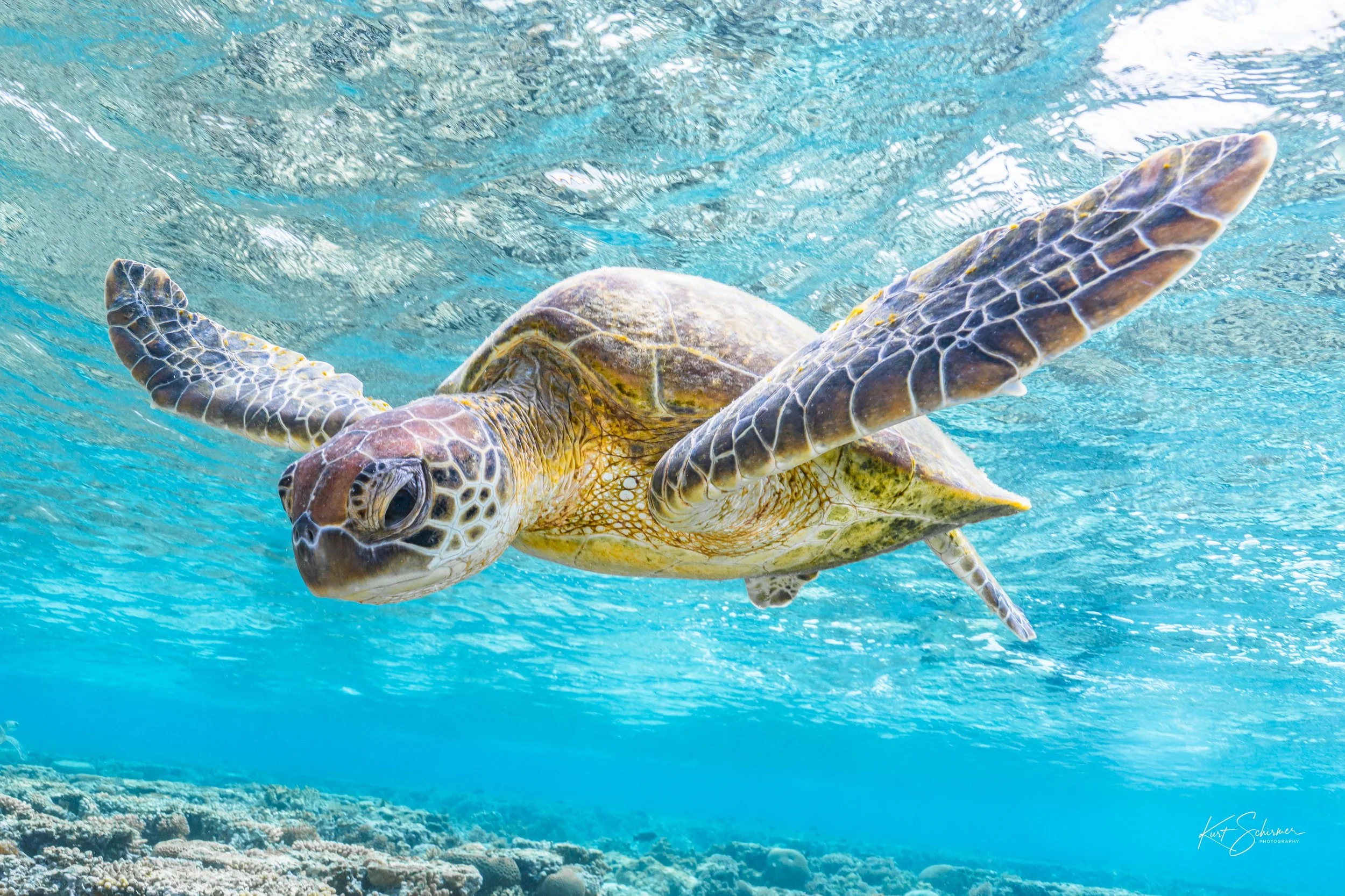 Lady Elliot Island Sea Turtle-7.jpg