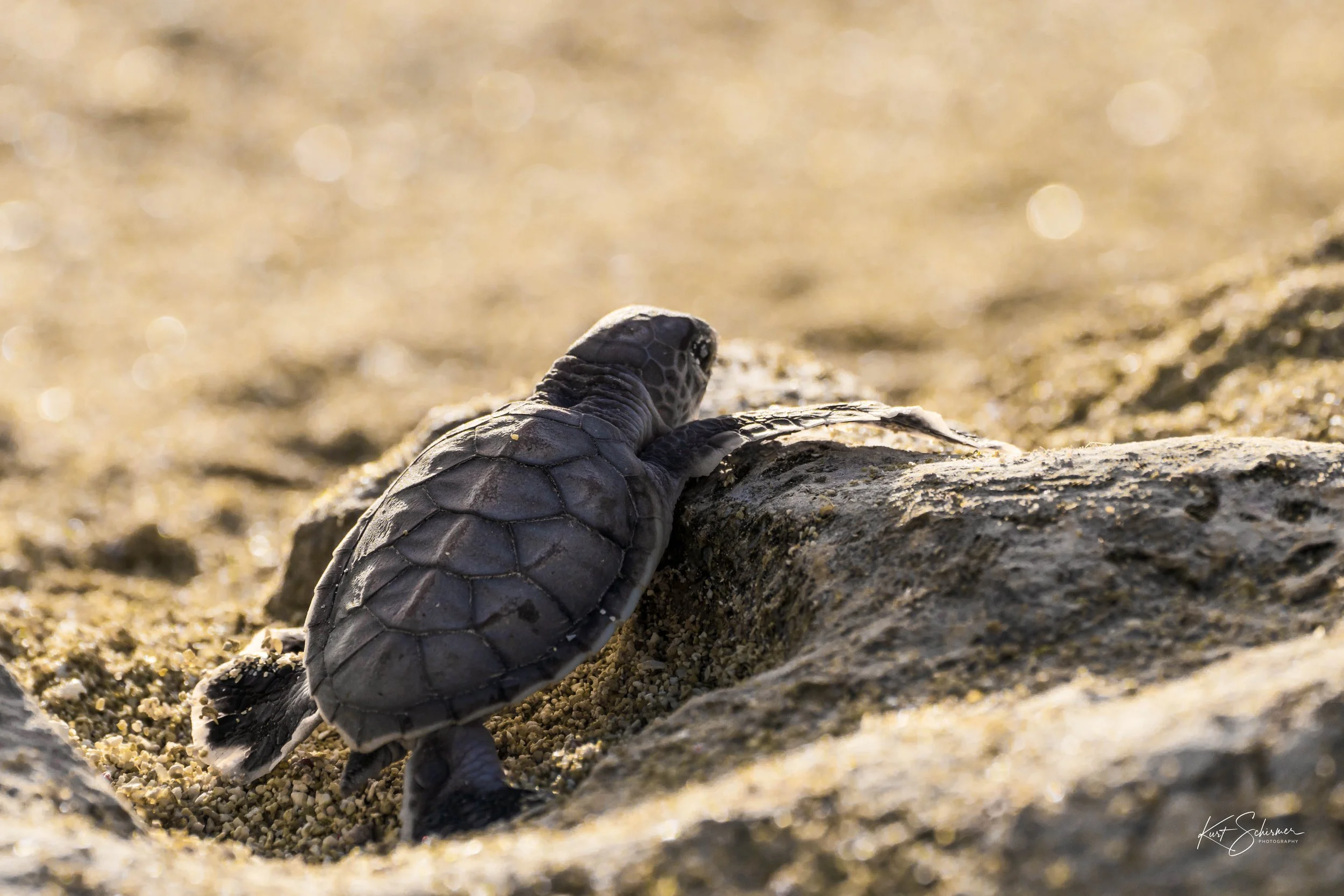 Hope.. Heron Island Turtle Hatchling 1.jpg