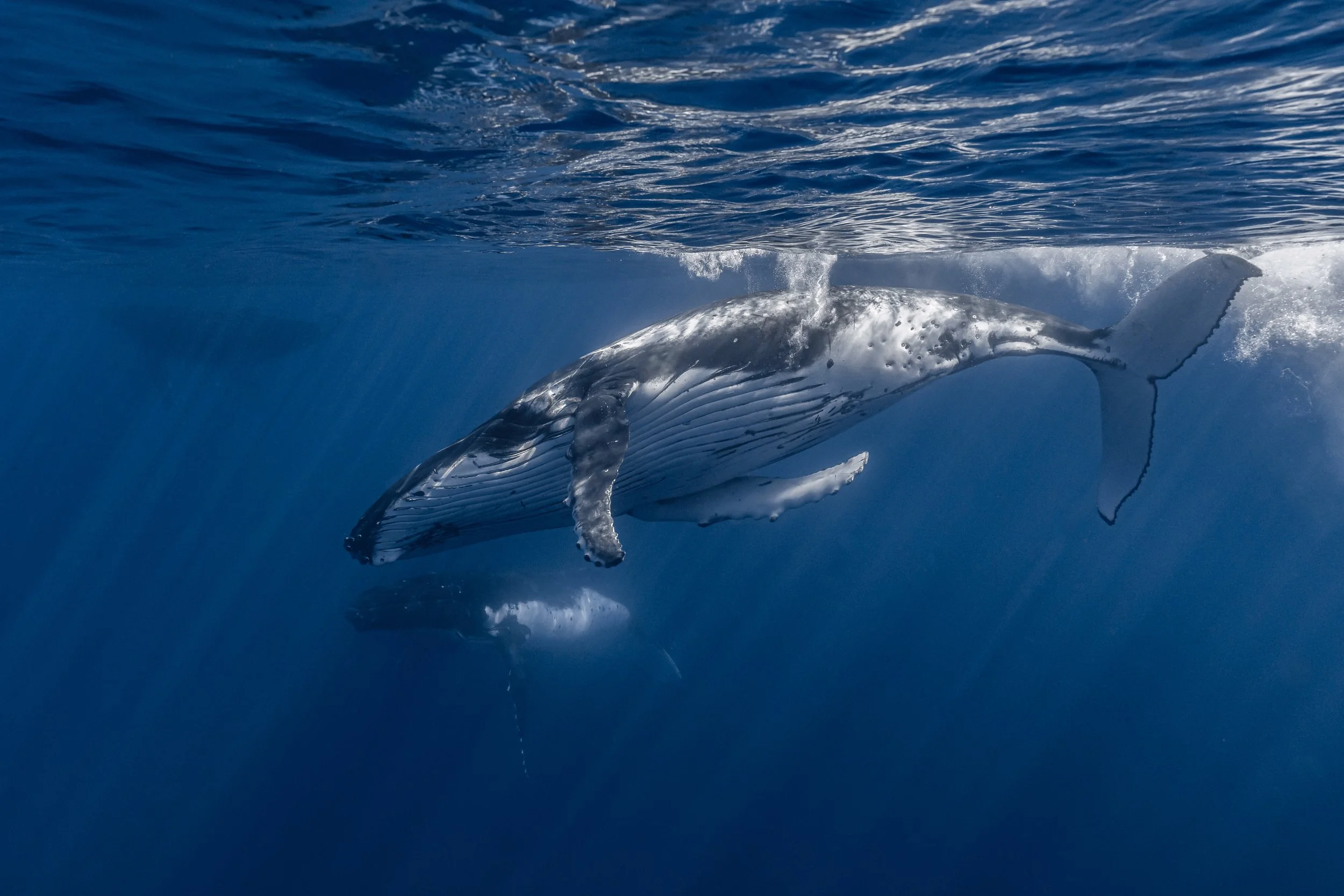 whale2 2.jpg
