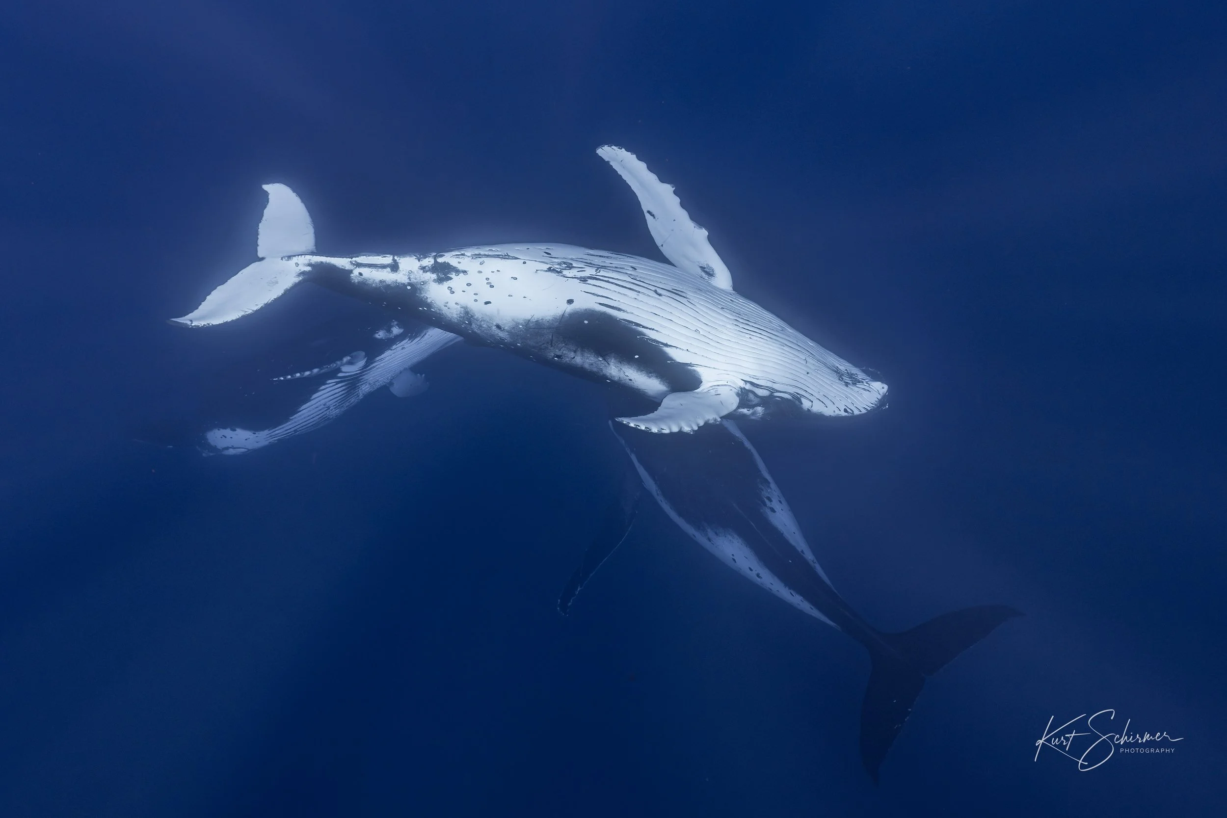 3 humpback whales interacting in the deep blue sea of moorea.jpg