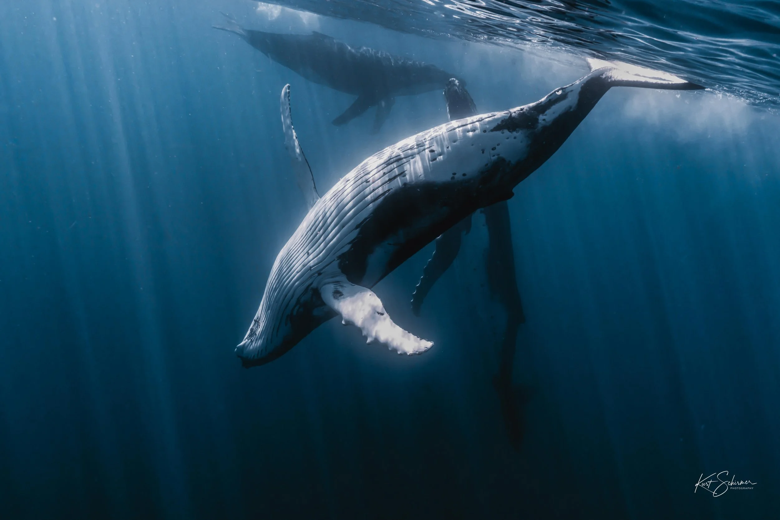 Humpback of Moorea-3.jpg