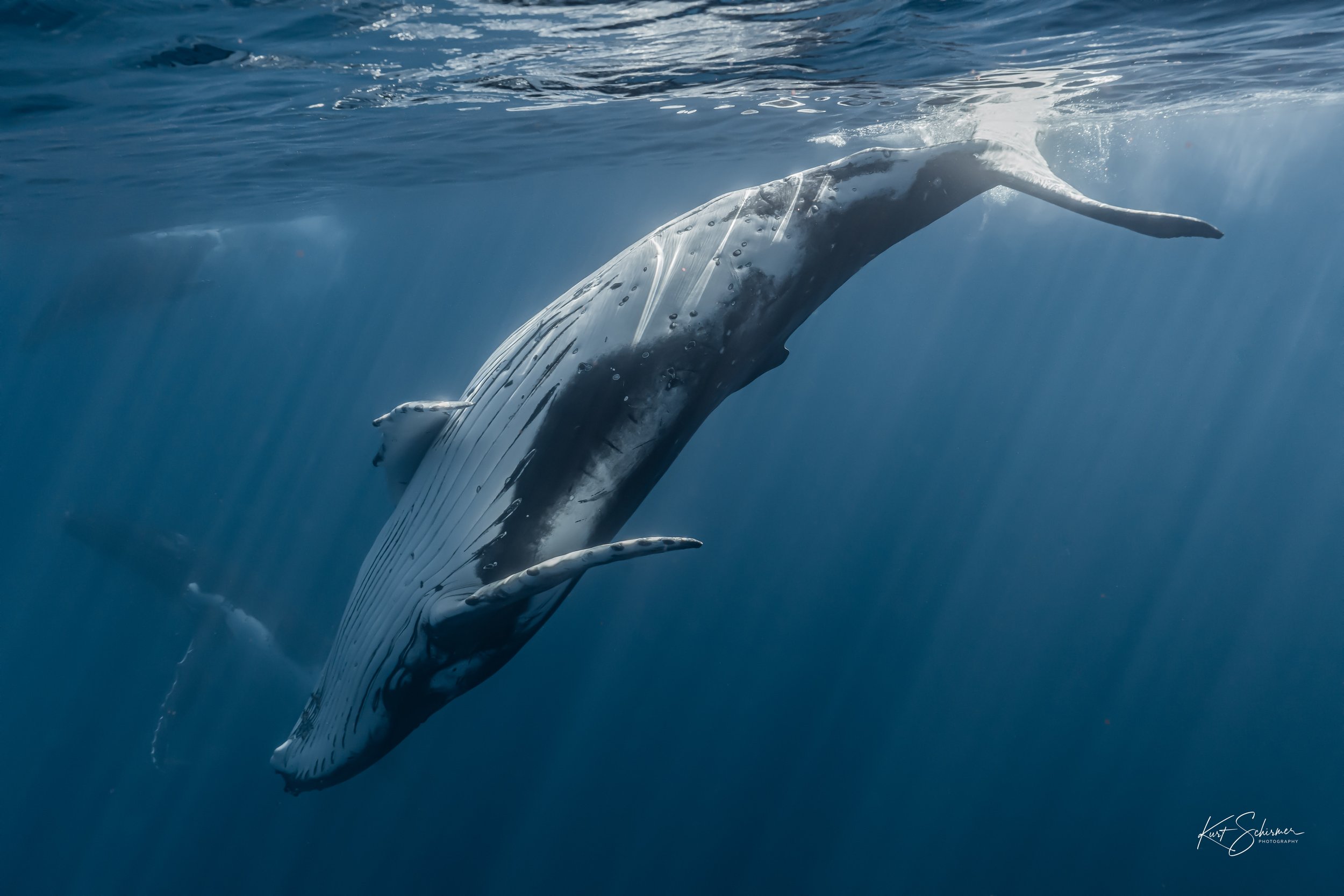 Humpback of Moorea-9.jpg