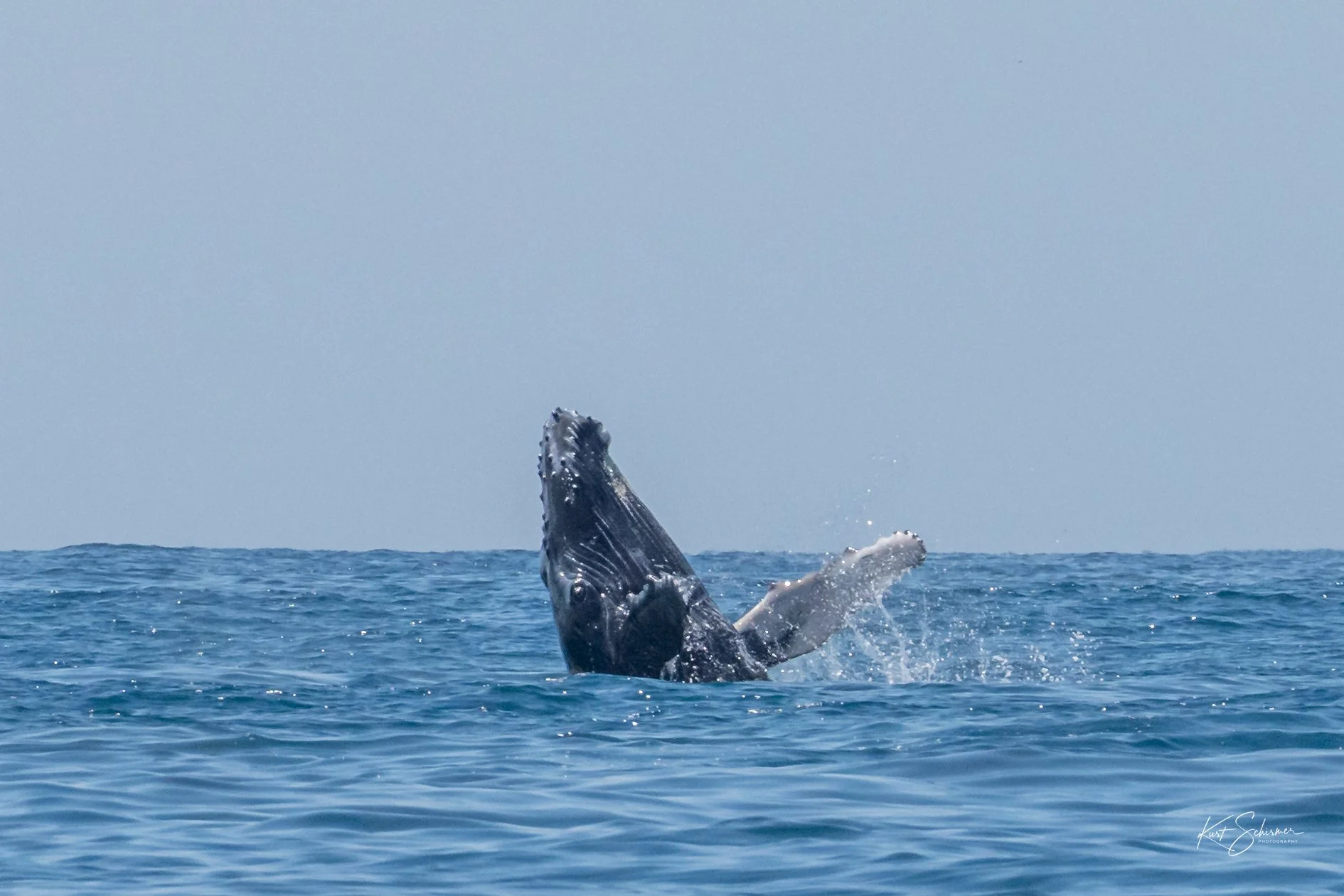 Jetski Whales-26.jpg