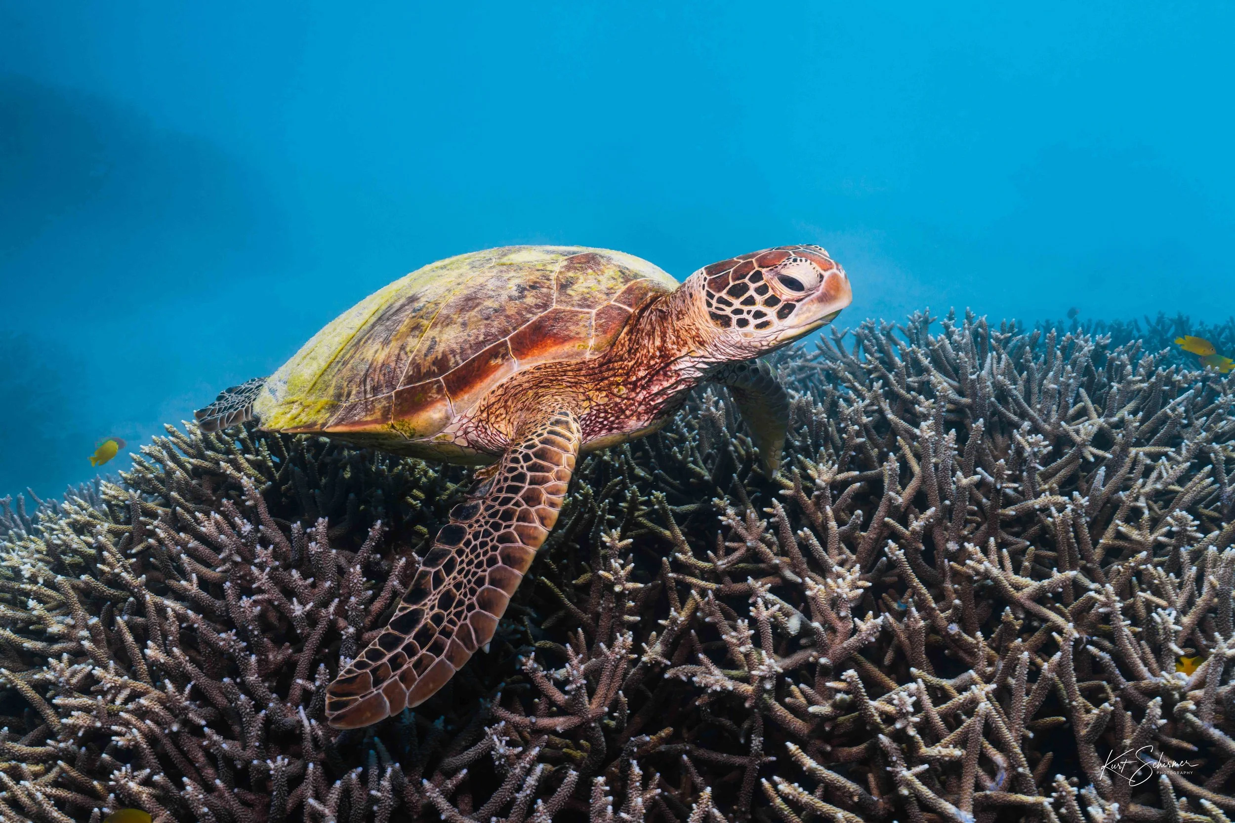Heron Island Sea Turtle.jpg