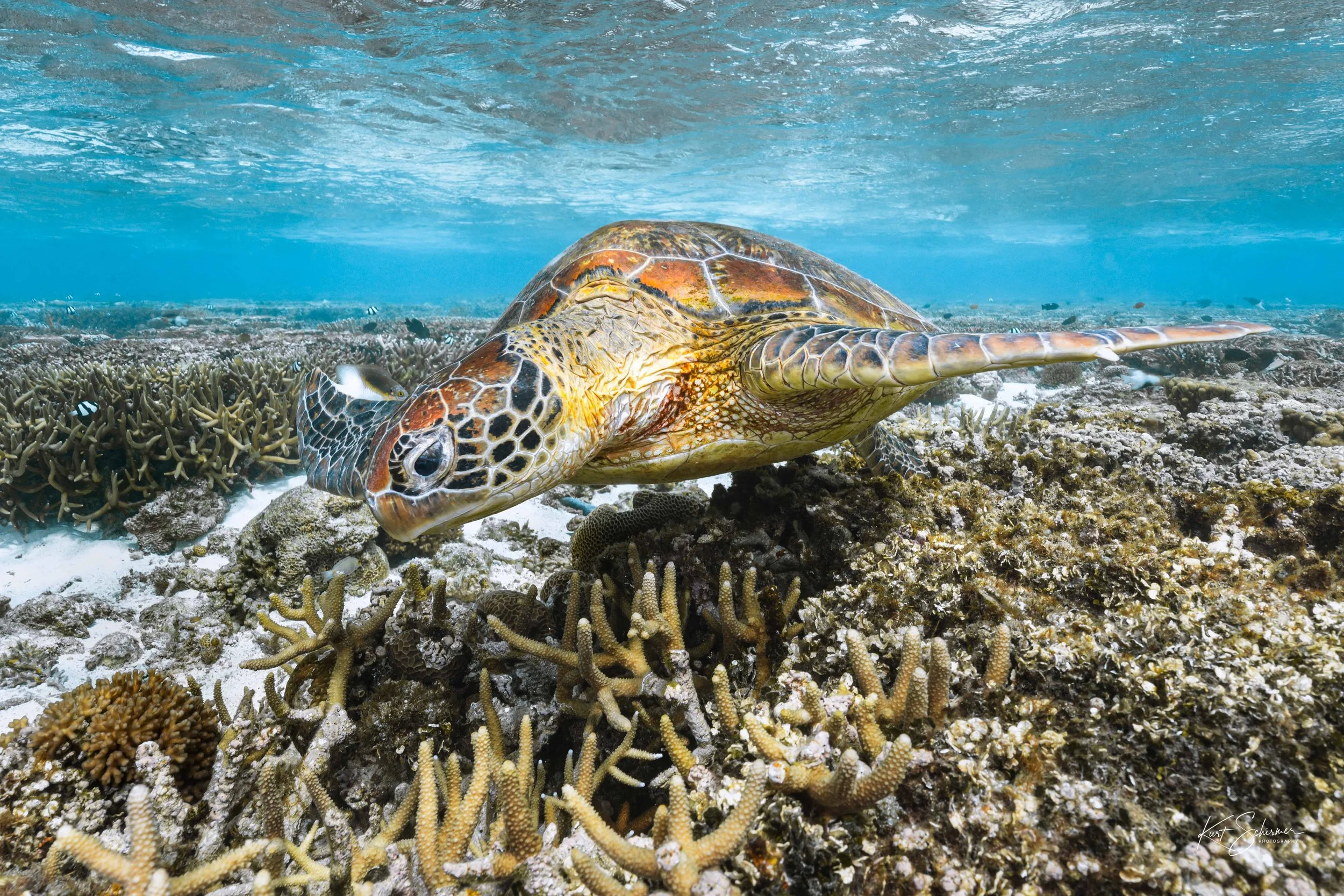 Lady Elliot Island Sea Turtle.jpg