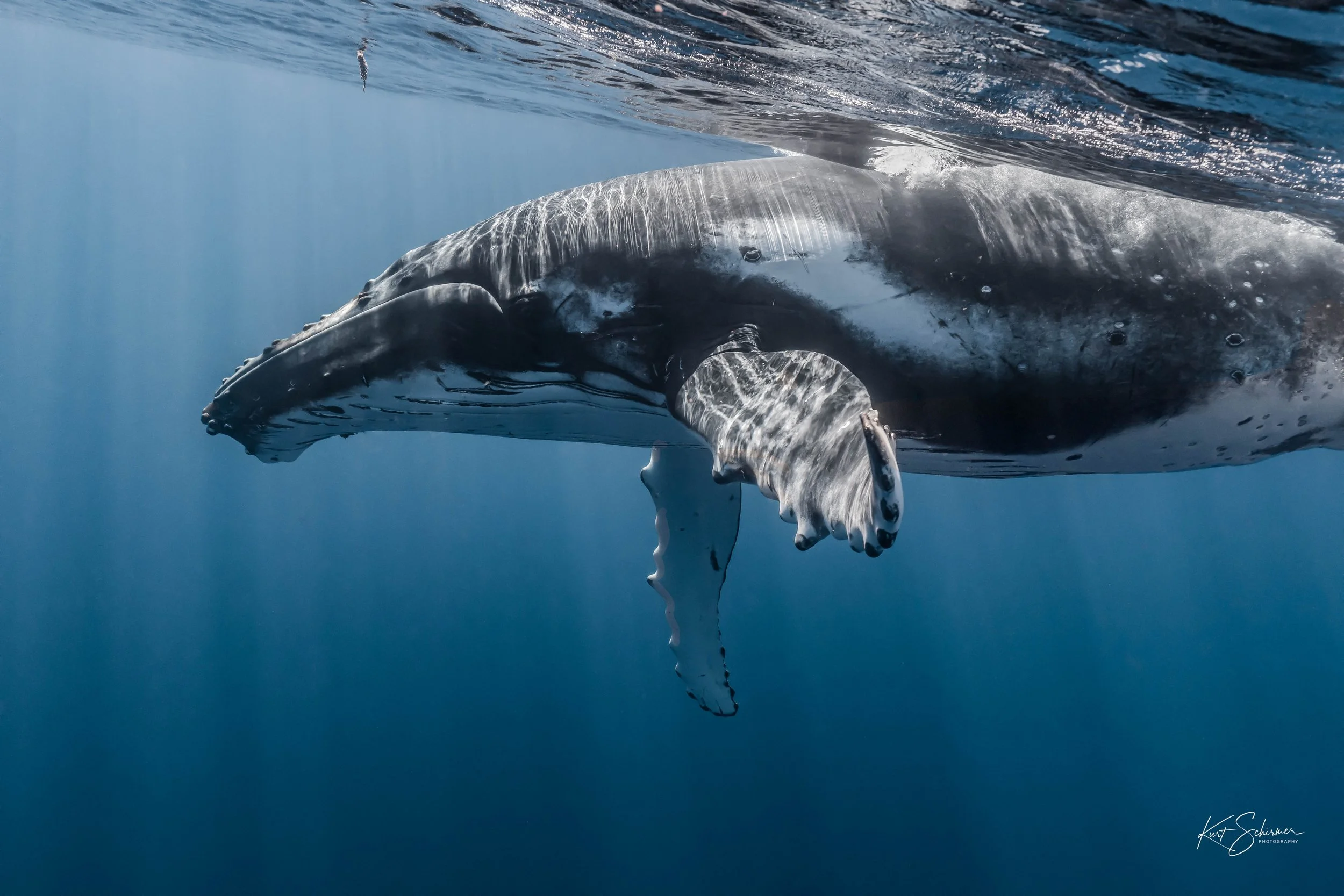 Humpback of Moorea-8.jpg
