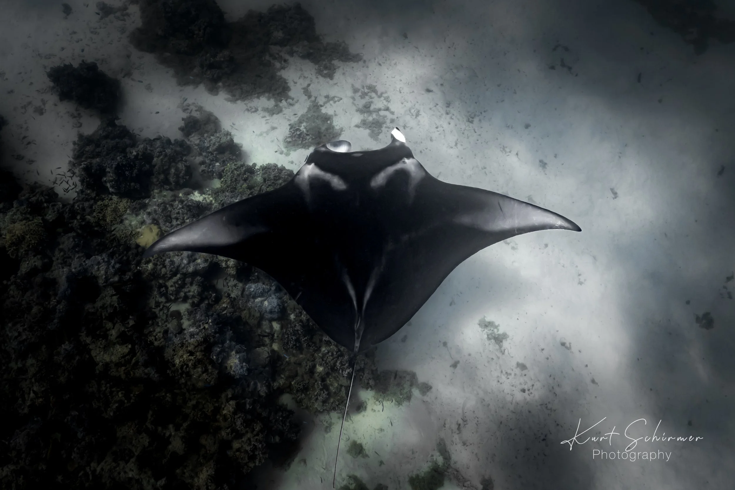 mantas.jpg