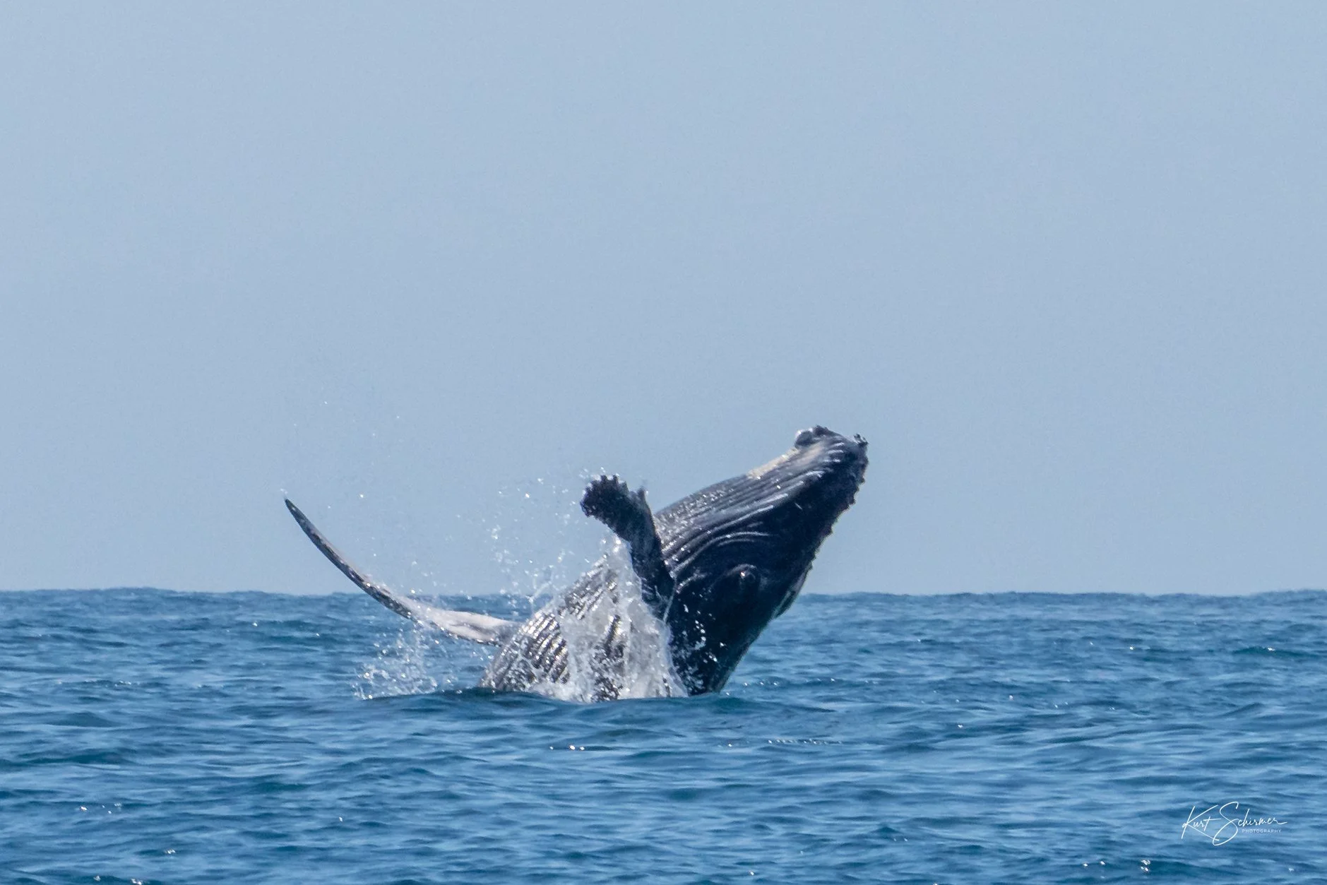 Jetski Whales-20.jpg
