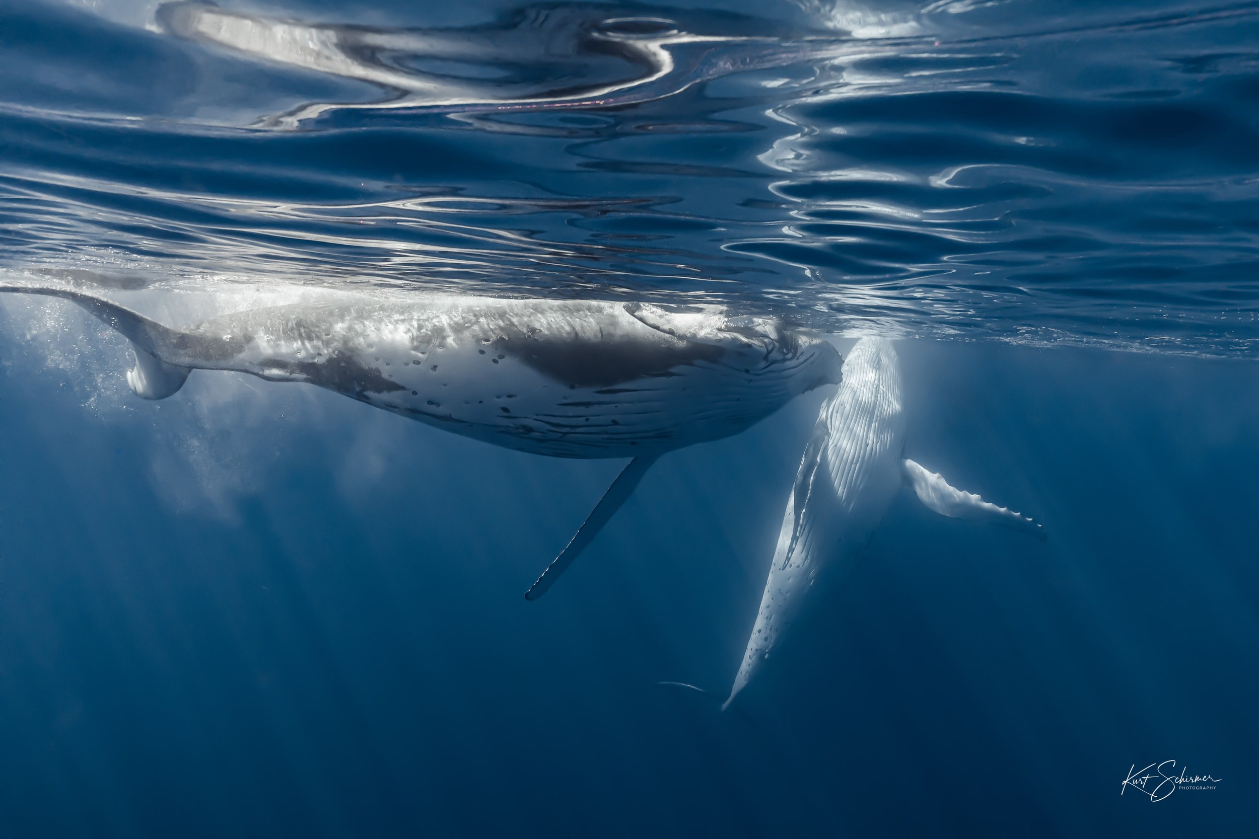 Humpback of Moorea-5.jpg