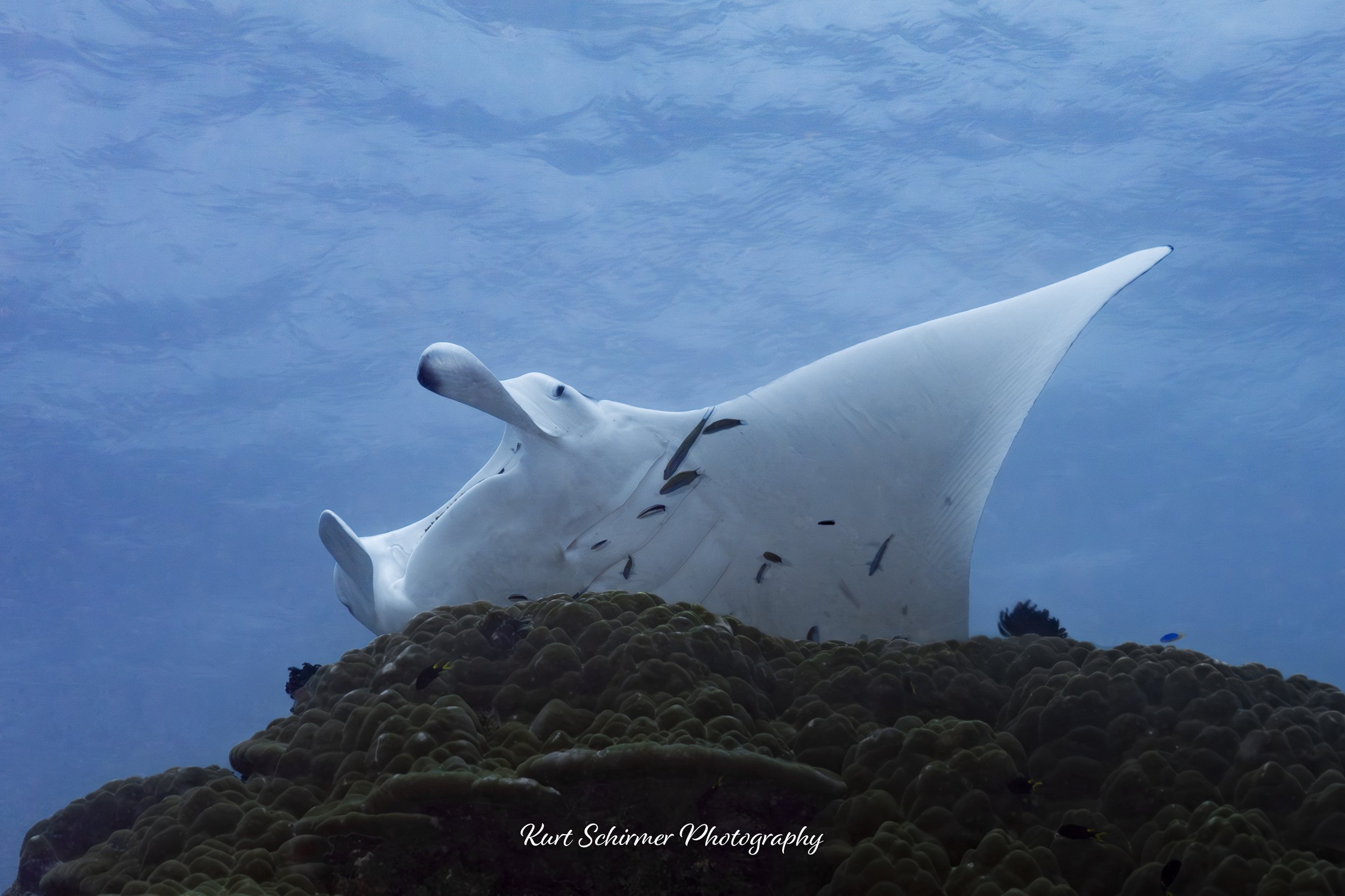 manta-3.jpg
