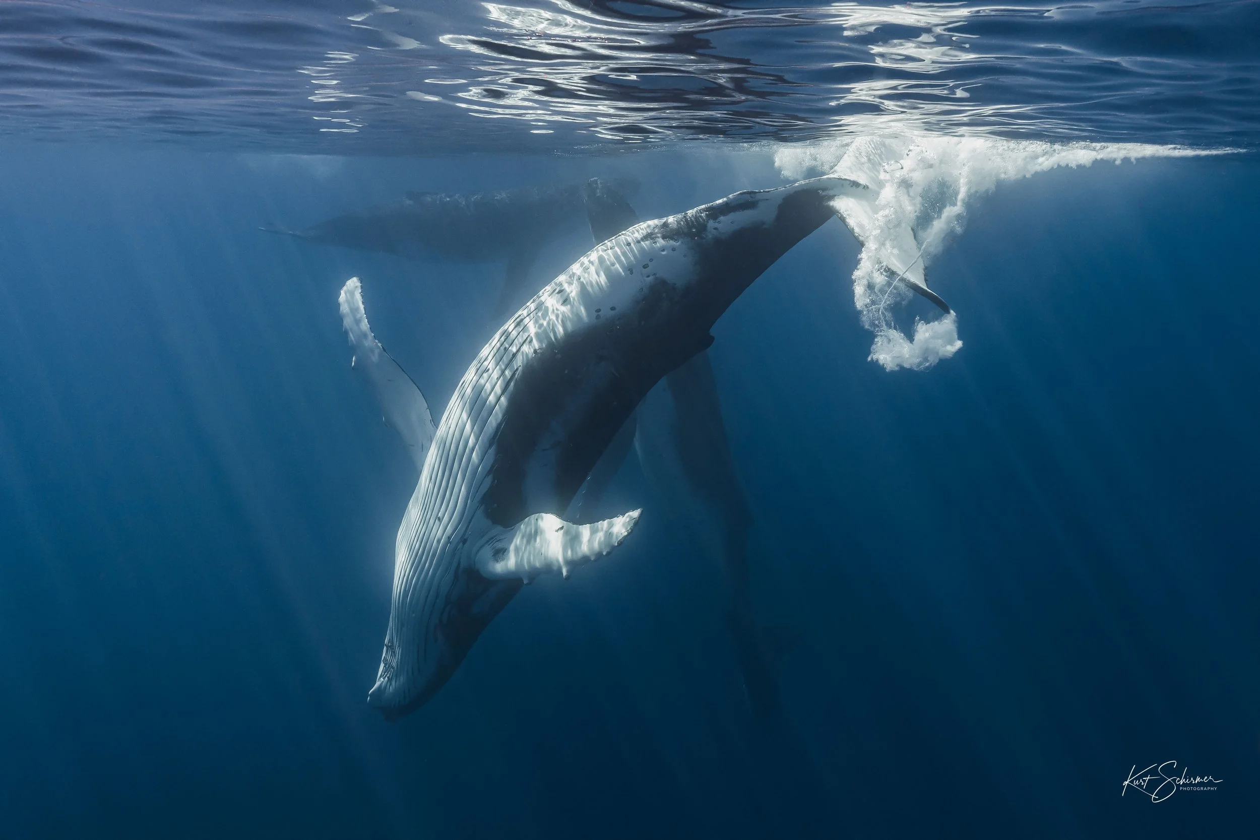 Humpback of Moorea-4.jpg