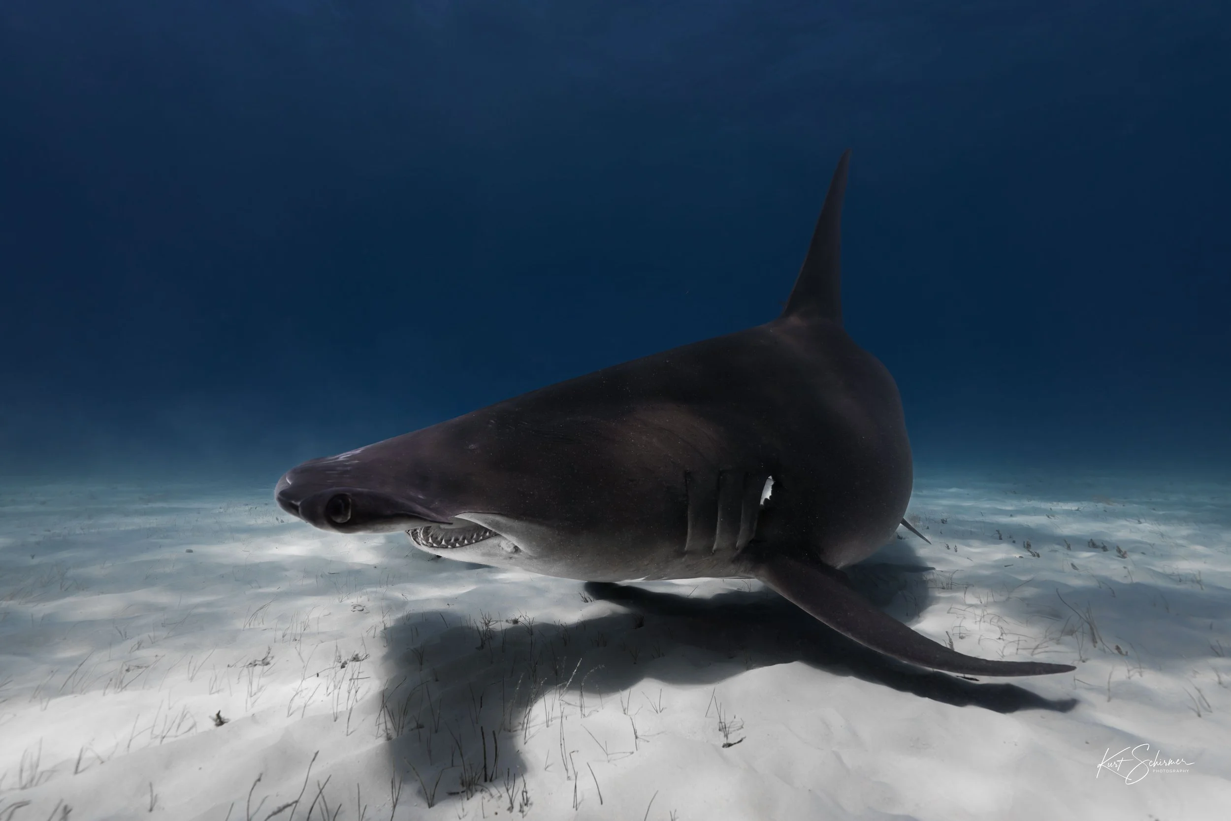 Hammerhead.jpg