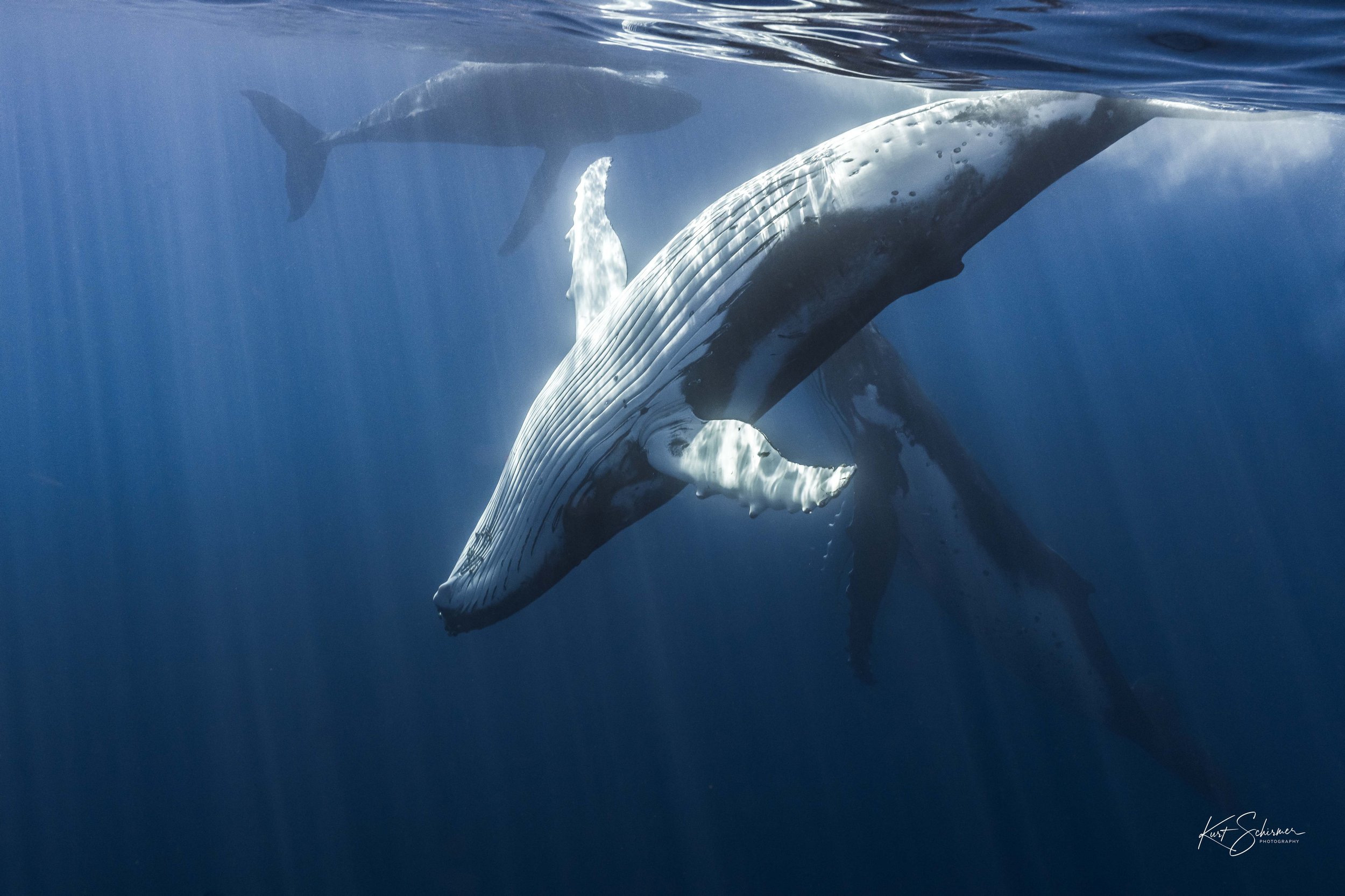Humpback of Moorea-2.jpg