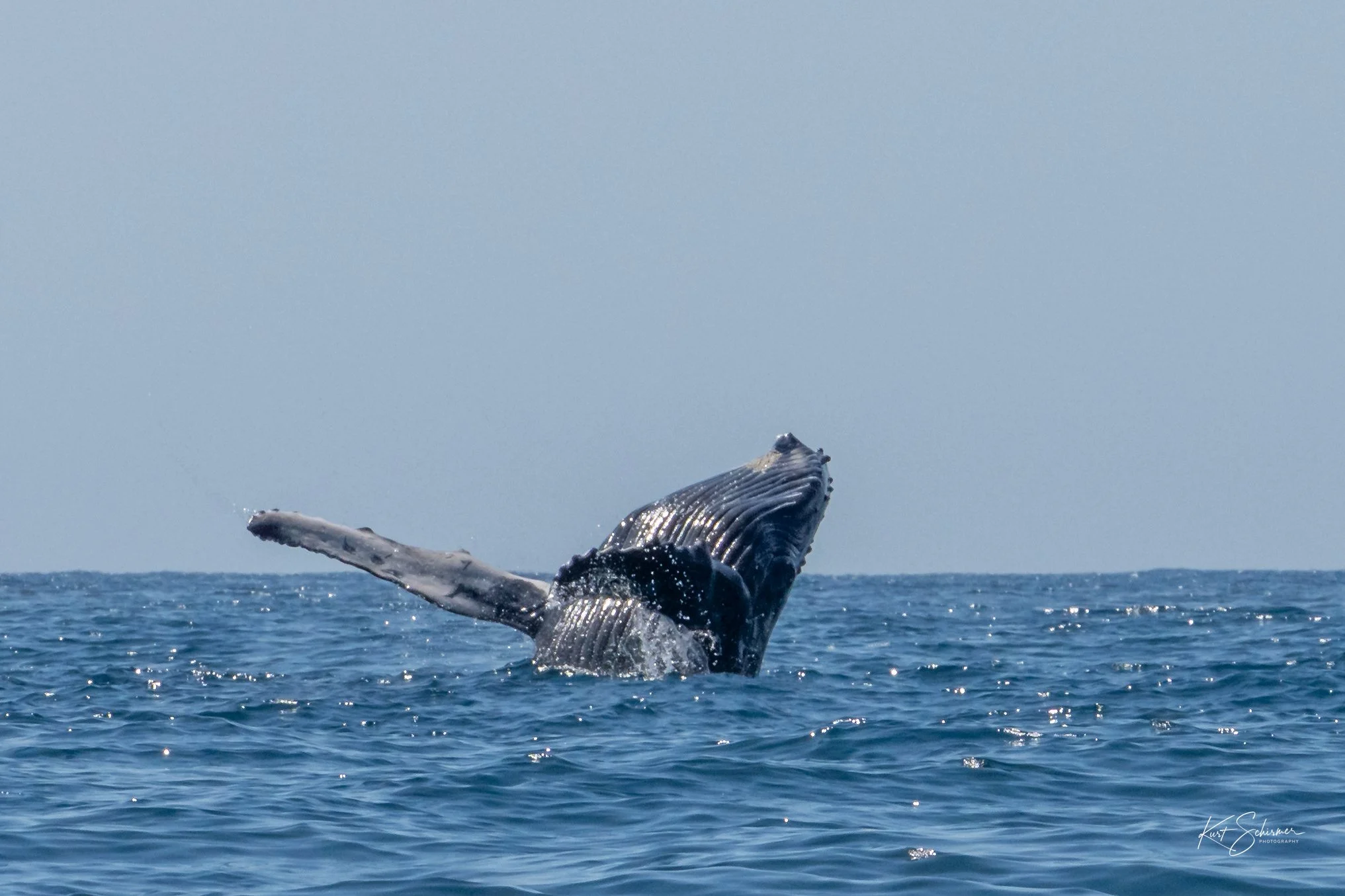 Jetski Whales-29.jpg