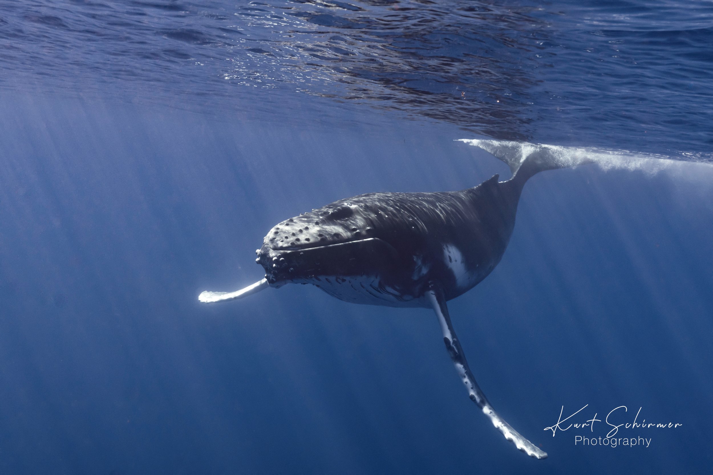 Whale Swim-14.jpg
