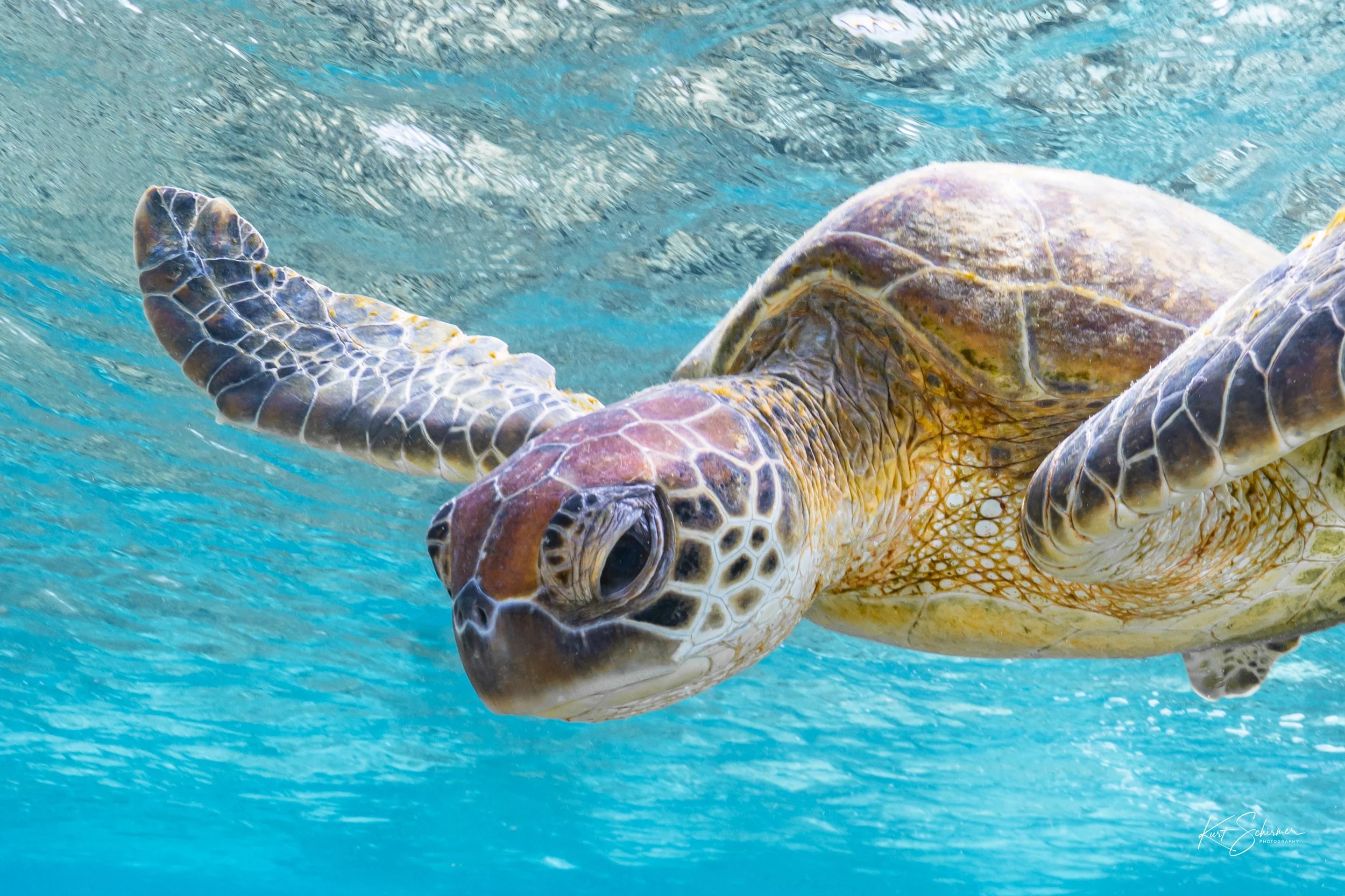 Lady Elliot Island Sea Turtle-6.jpg