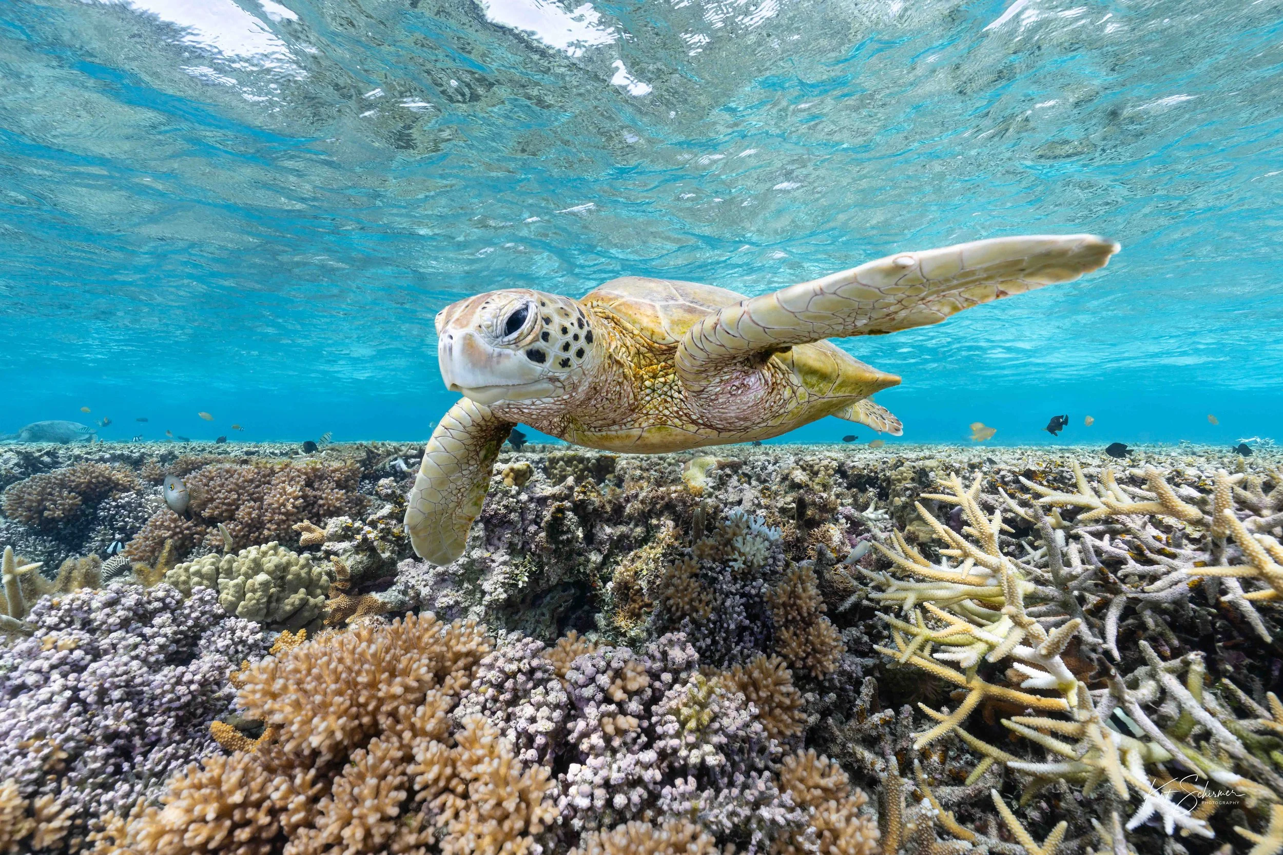 Lady Elliot Island Sea Turtle-5.jpg