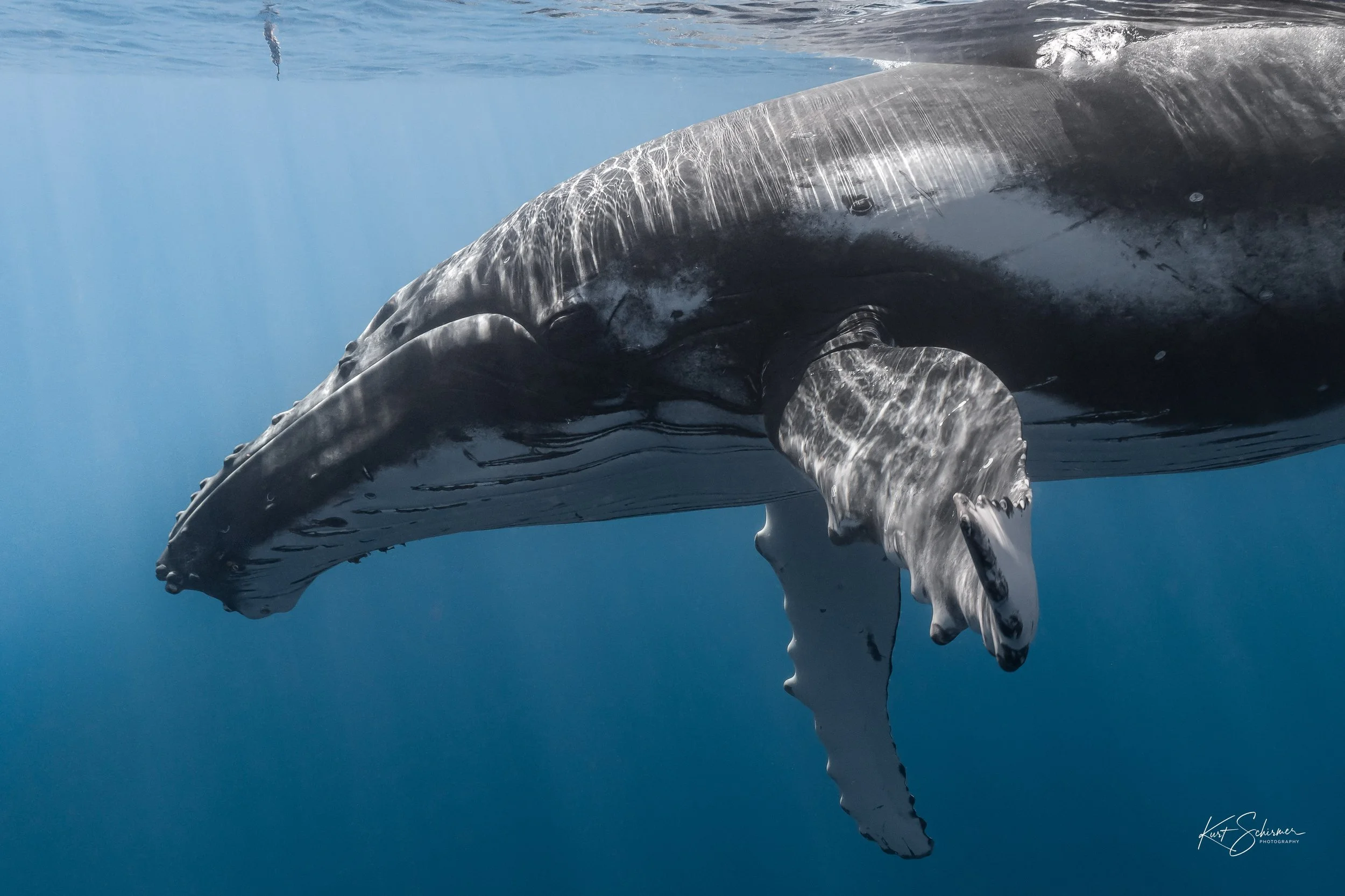 Humpback of Moorea-7.jpg