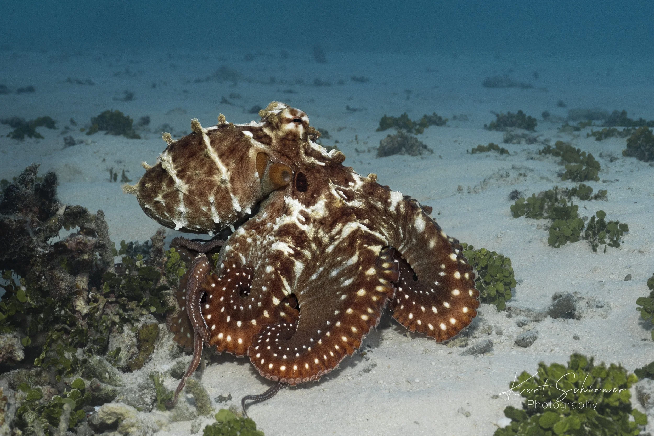 Octopus-6.JPG